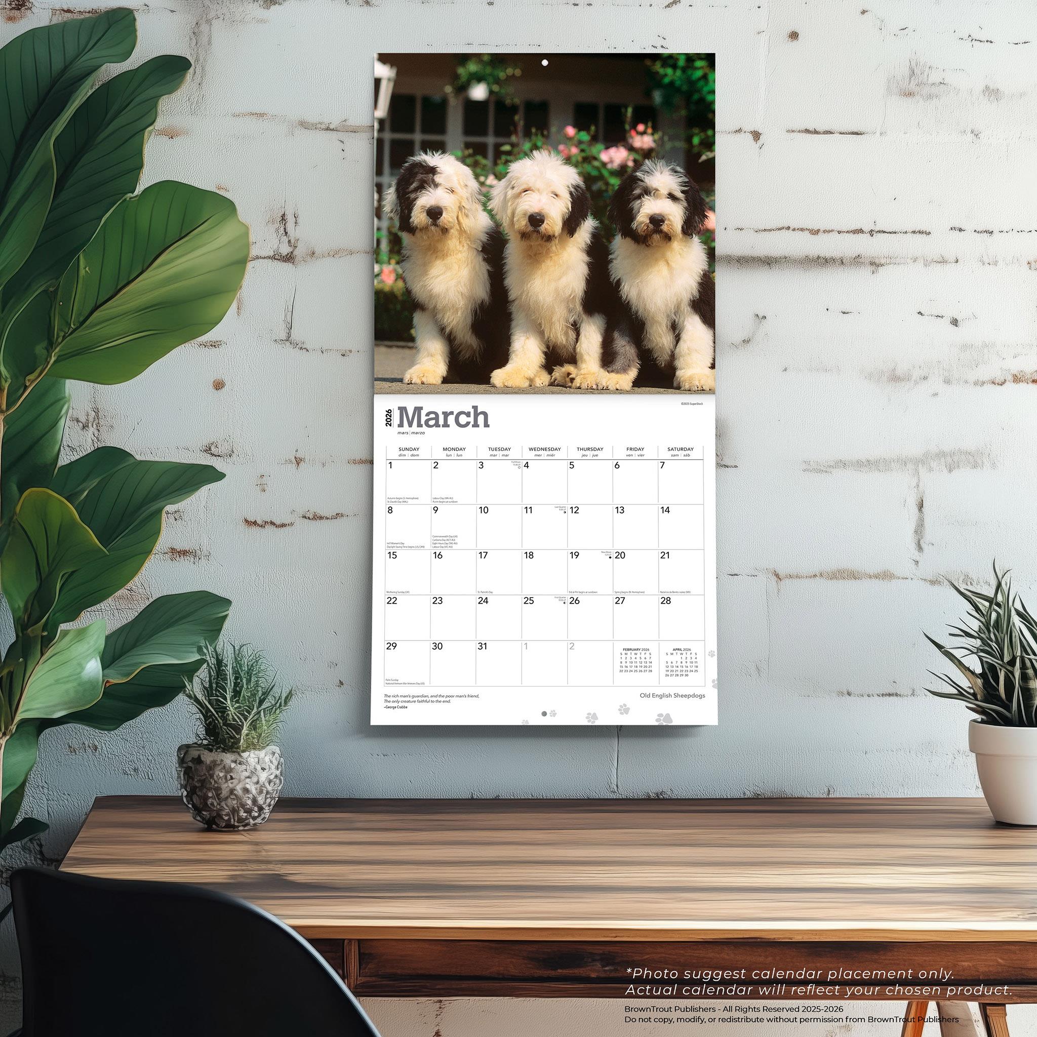 Old English Sheepdogs 2026 Wall Calendar