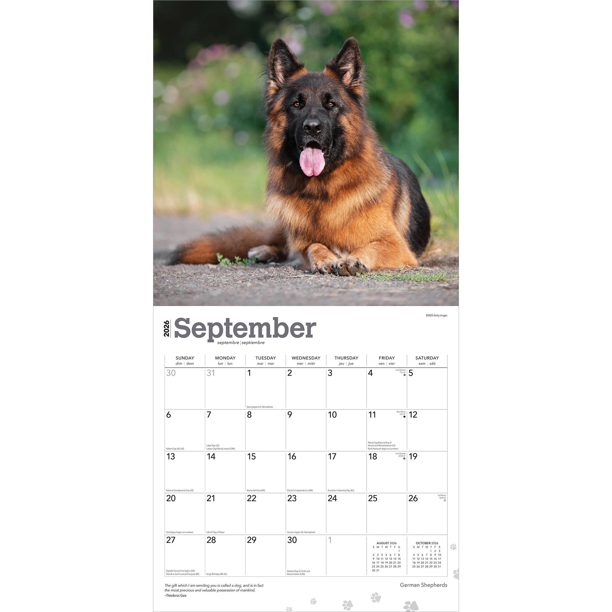 Calendrier mural Bergers allemands 2026 - Disponible uniquement en ligne
