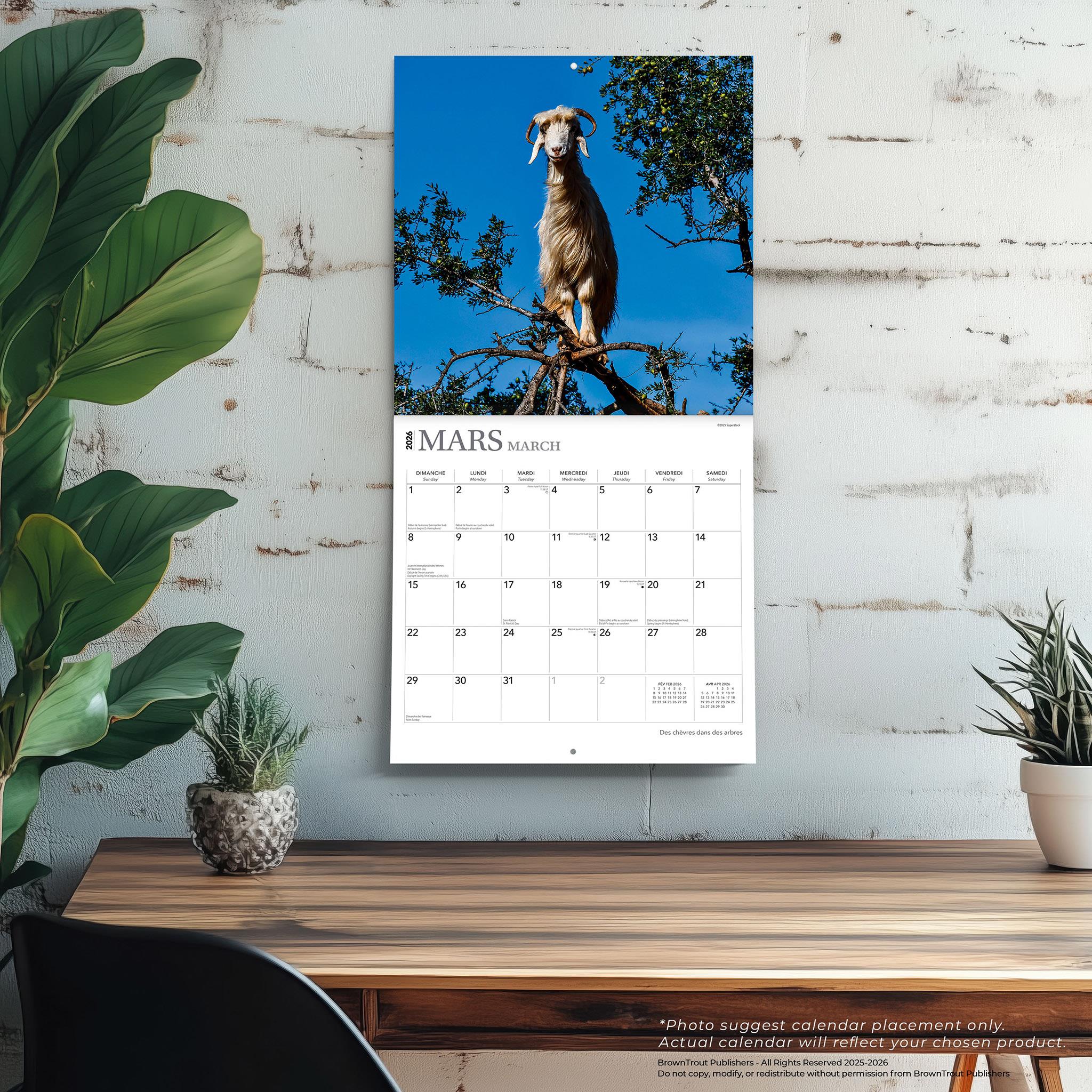 Des Chèvres Dans Des Arbres 2026 Wall Calendar (French)