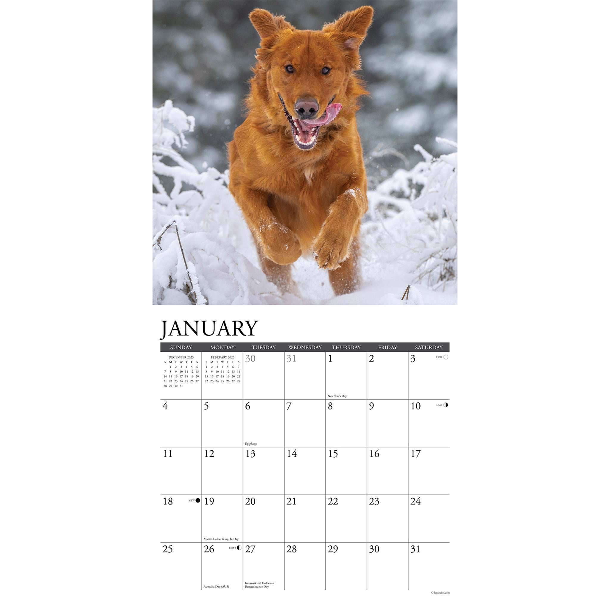 Calendrier mural Just Goldens 2026