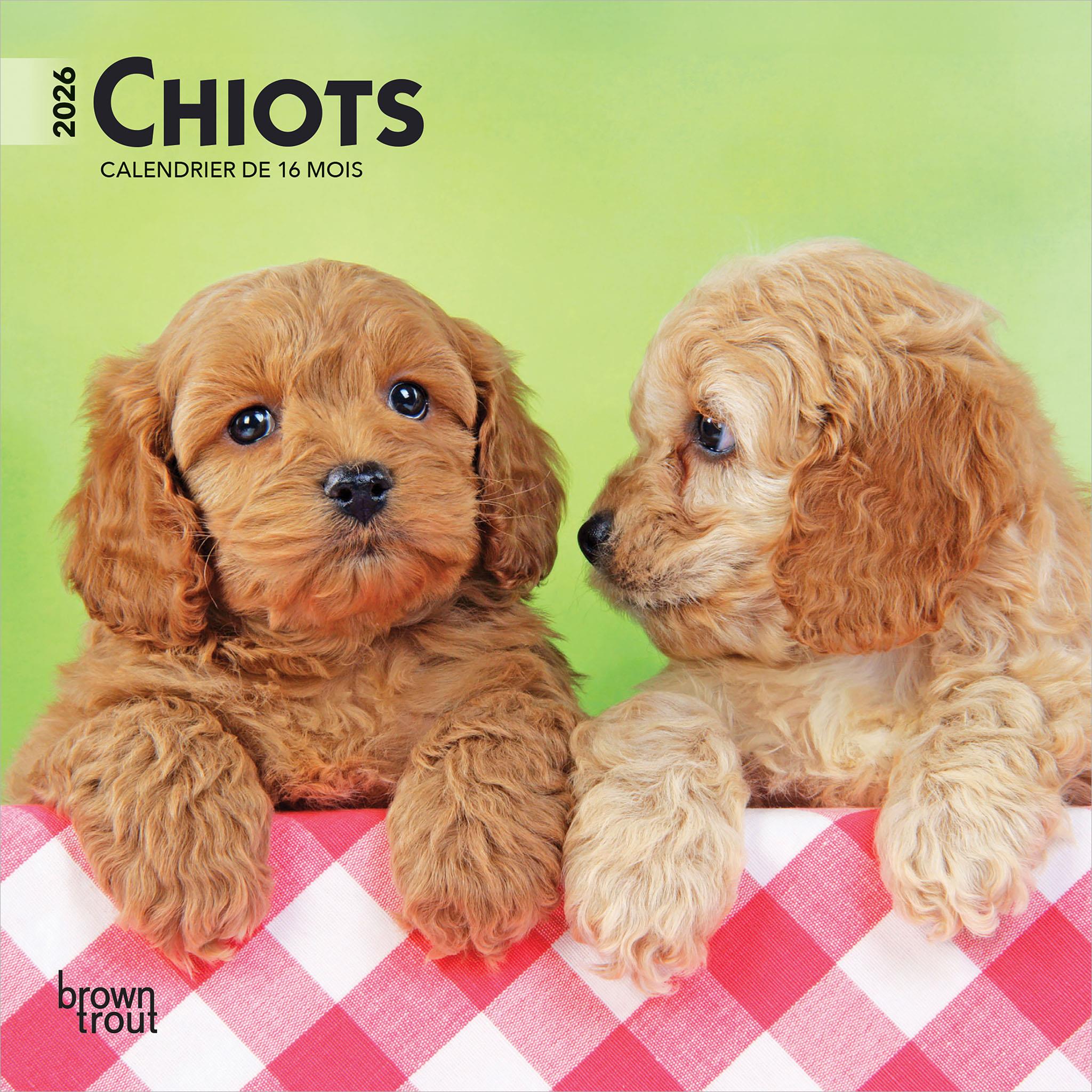 Mini Calendrier Chiots 2026 (Français)