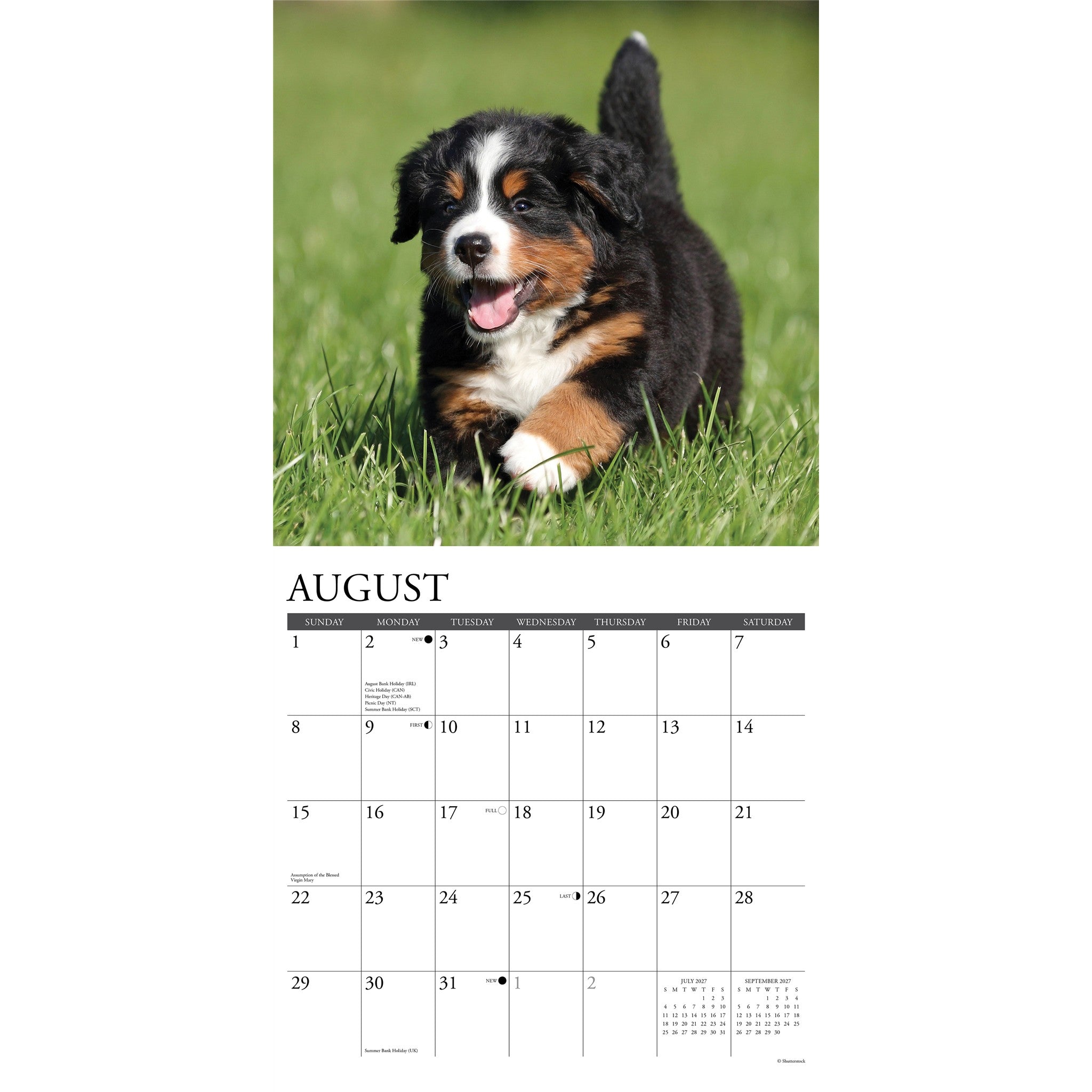Bernese Mountain Puppies 2027 Wall Calendar