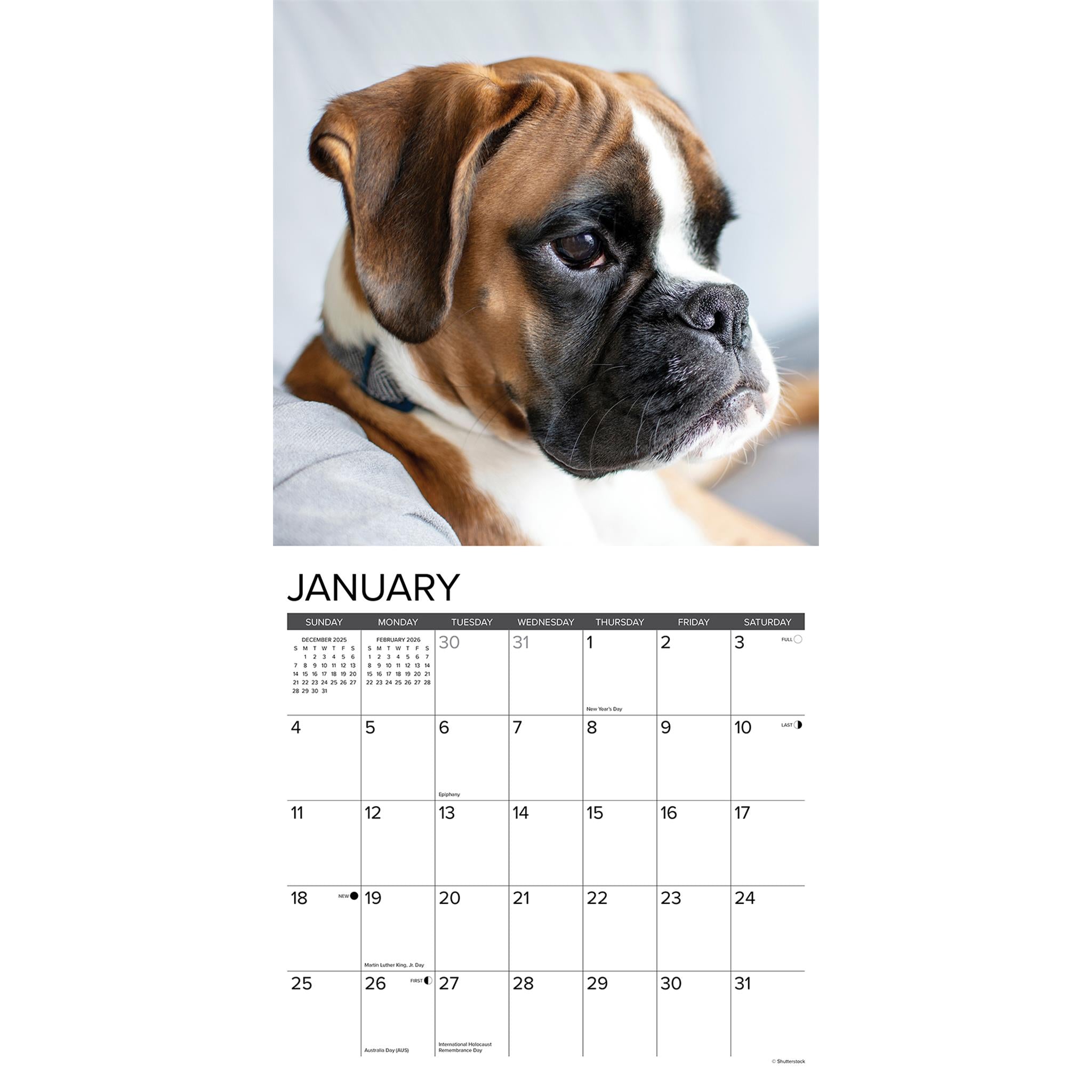 Calendrier mural 2026 « Just Boxer Puppies »