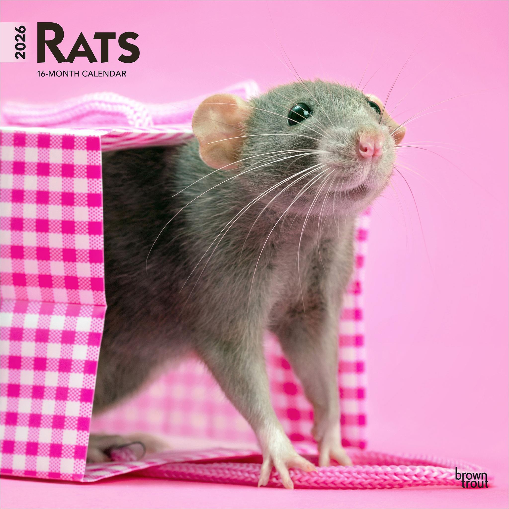 Calendrier mural Rats 2026