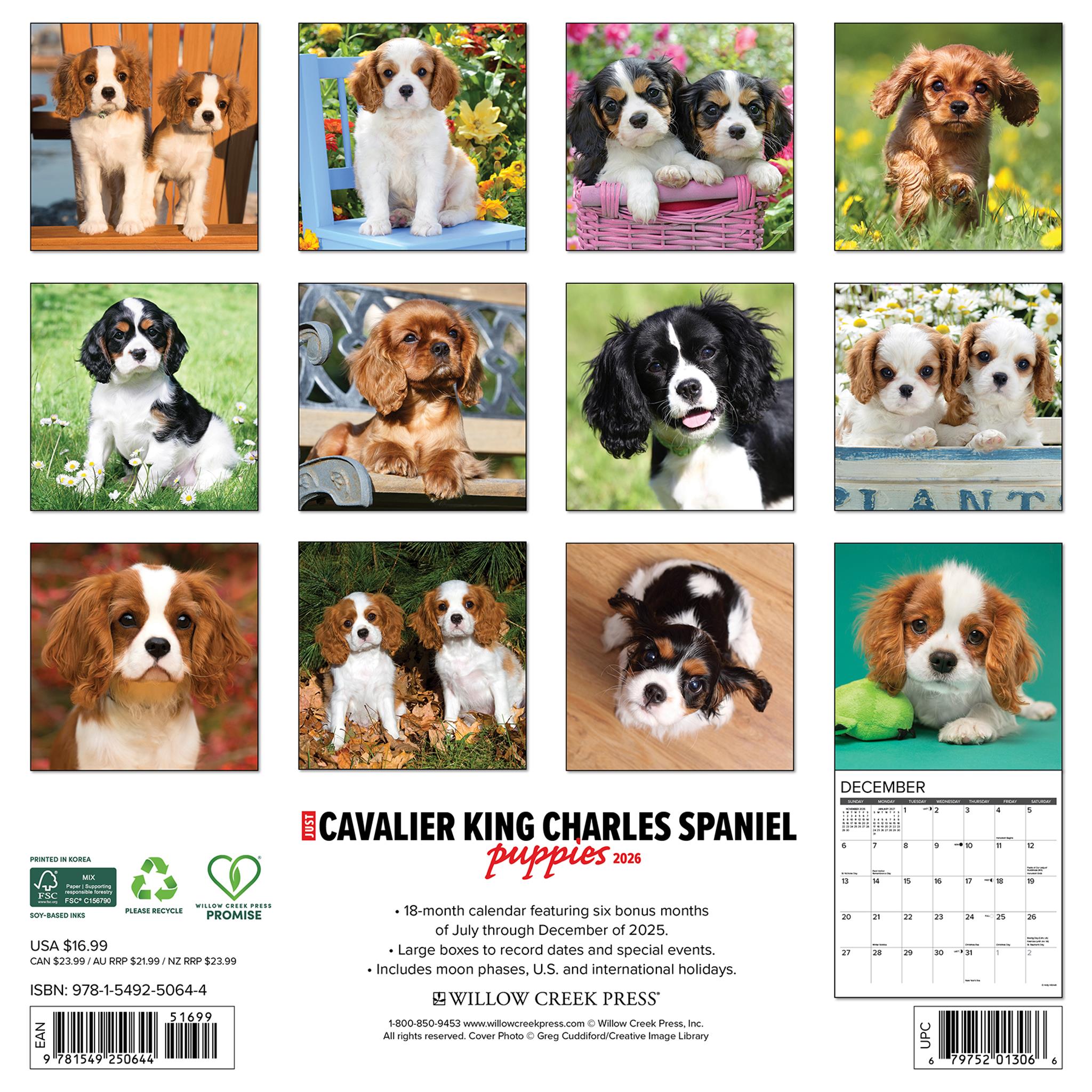 Calendrier mural 2026 « Chiots Cavalier King Charles Spaniel » - Disponible uniquement en ligne