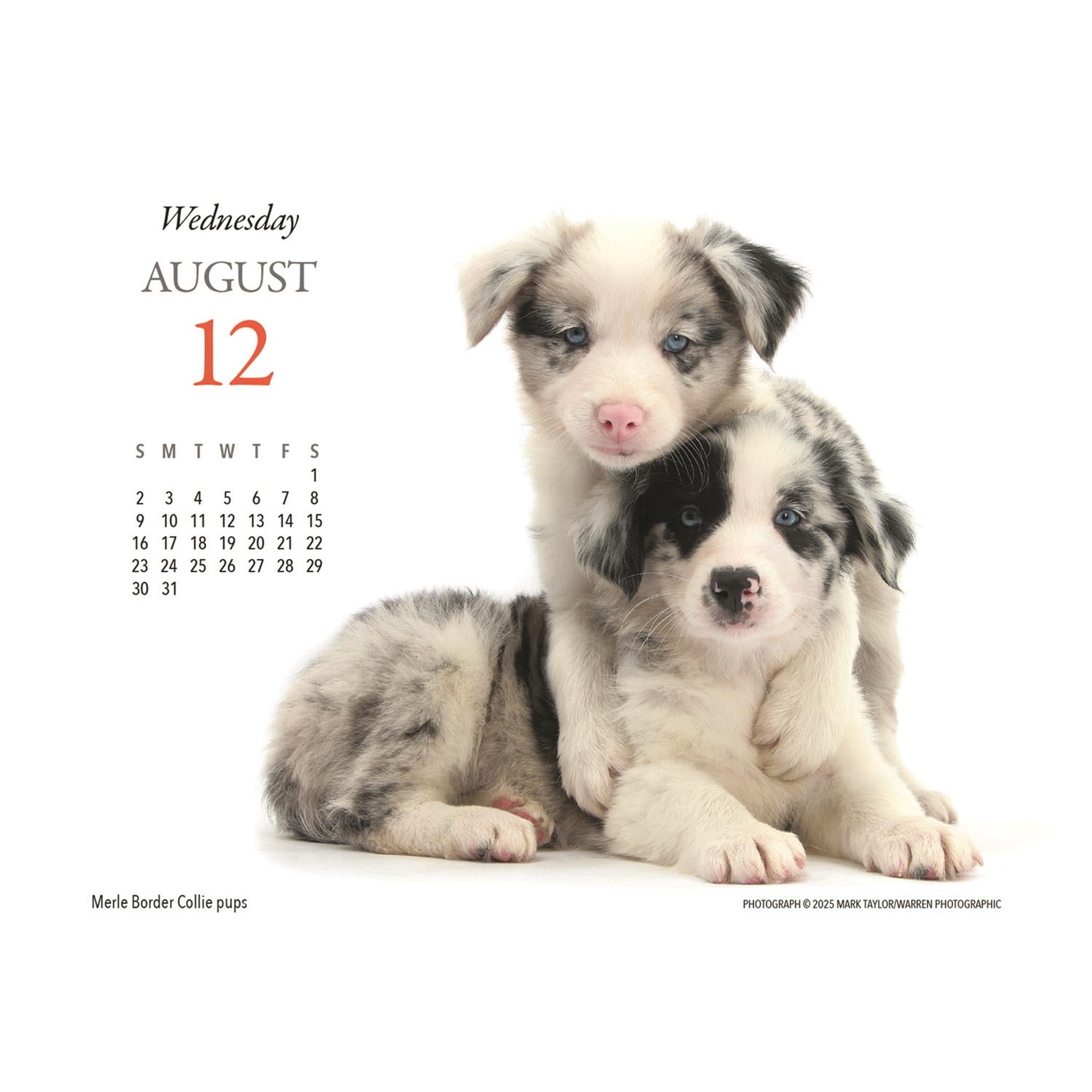 Calendrier de l'Avent Chiots et Amis 2026