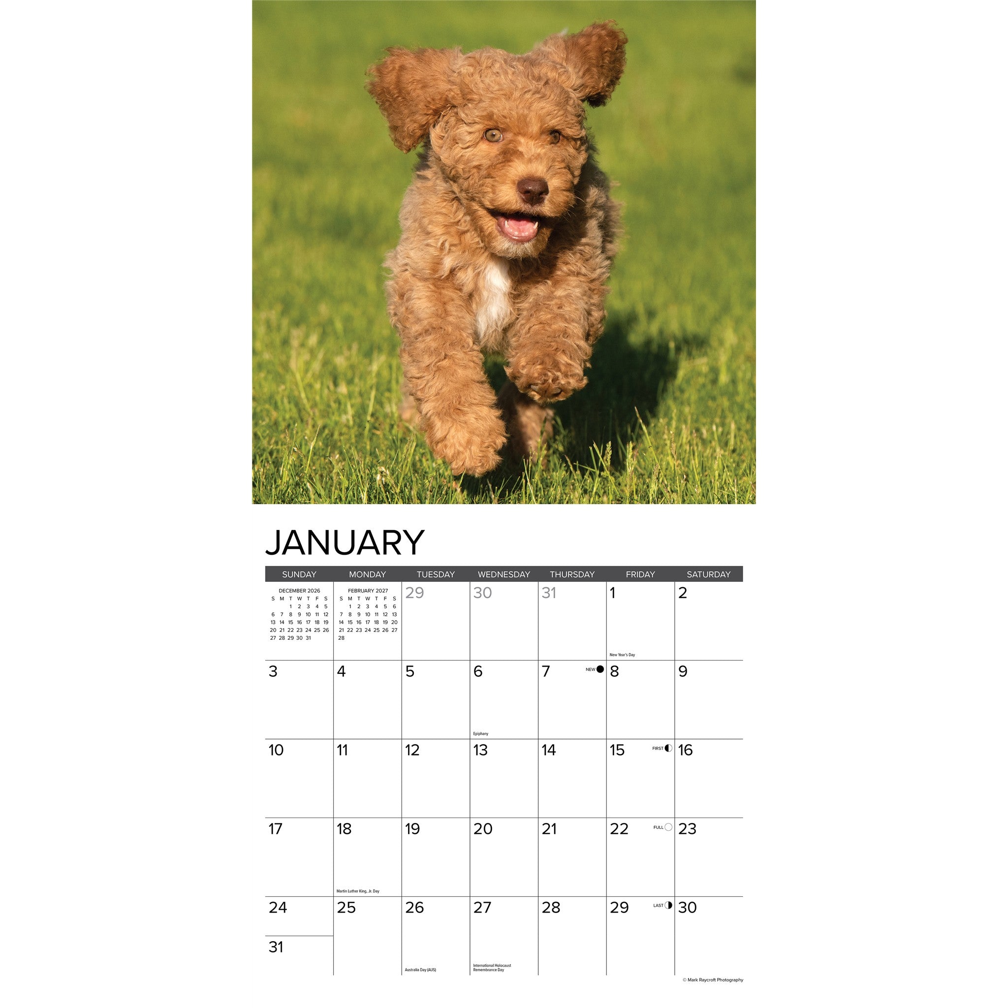 Goldendoodle Puppies 2027 Wall Calendar