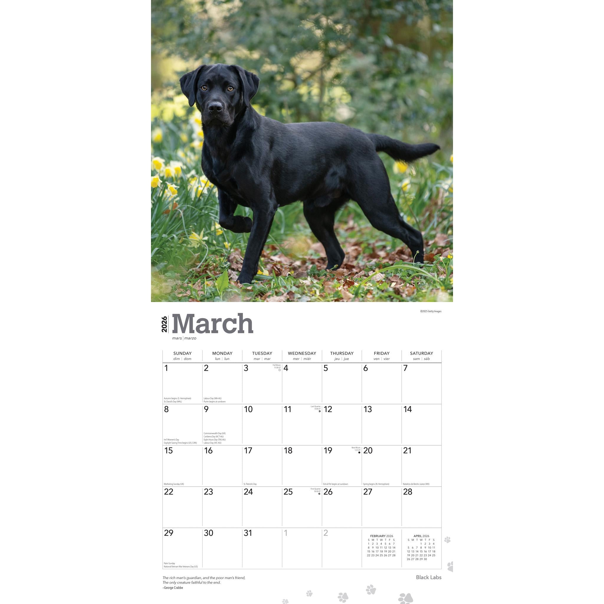 Calendrier mural Black Labs 2026