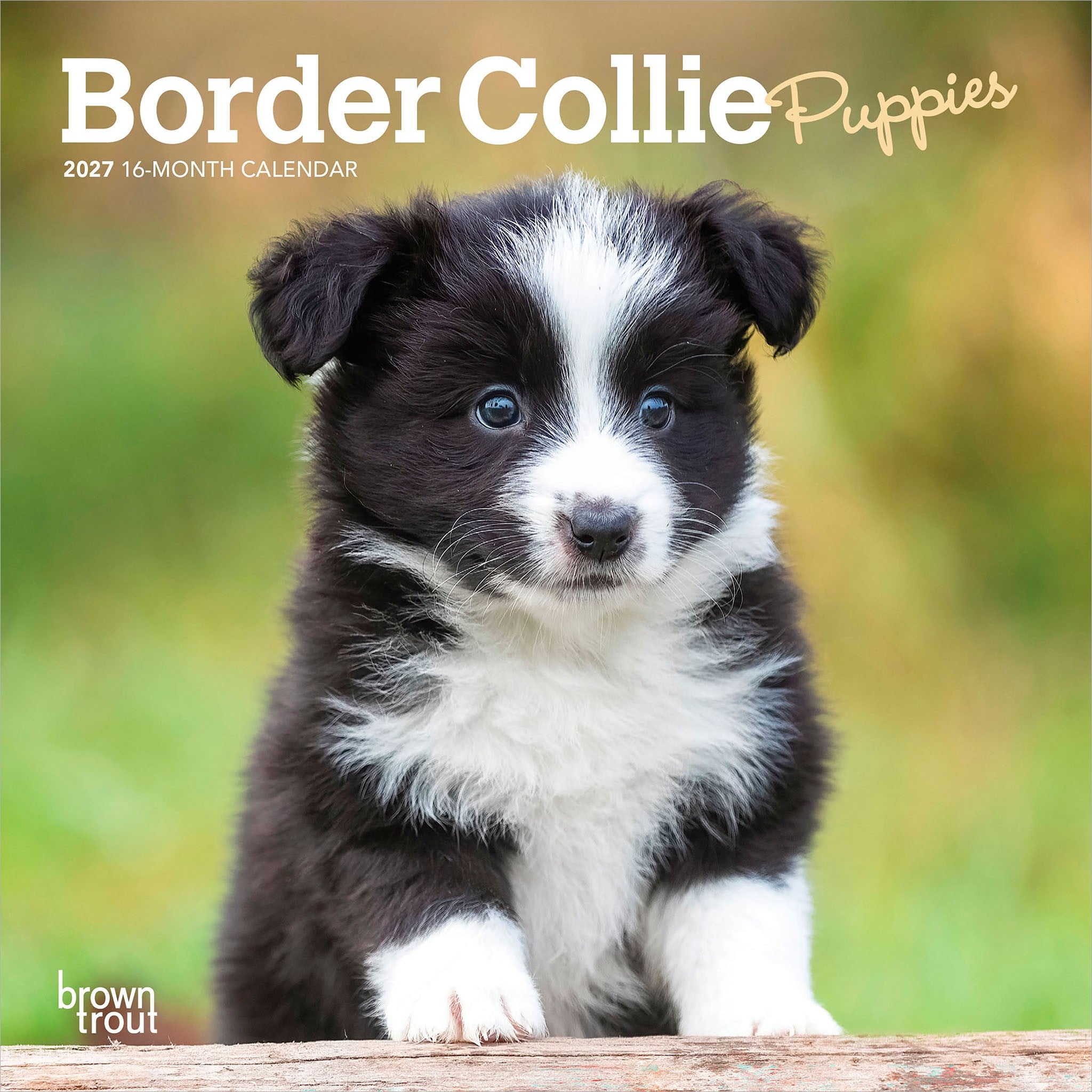 Border Collie Puppies 2027 Mini Calendar