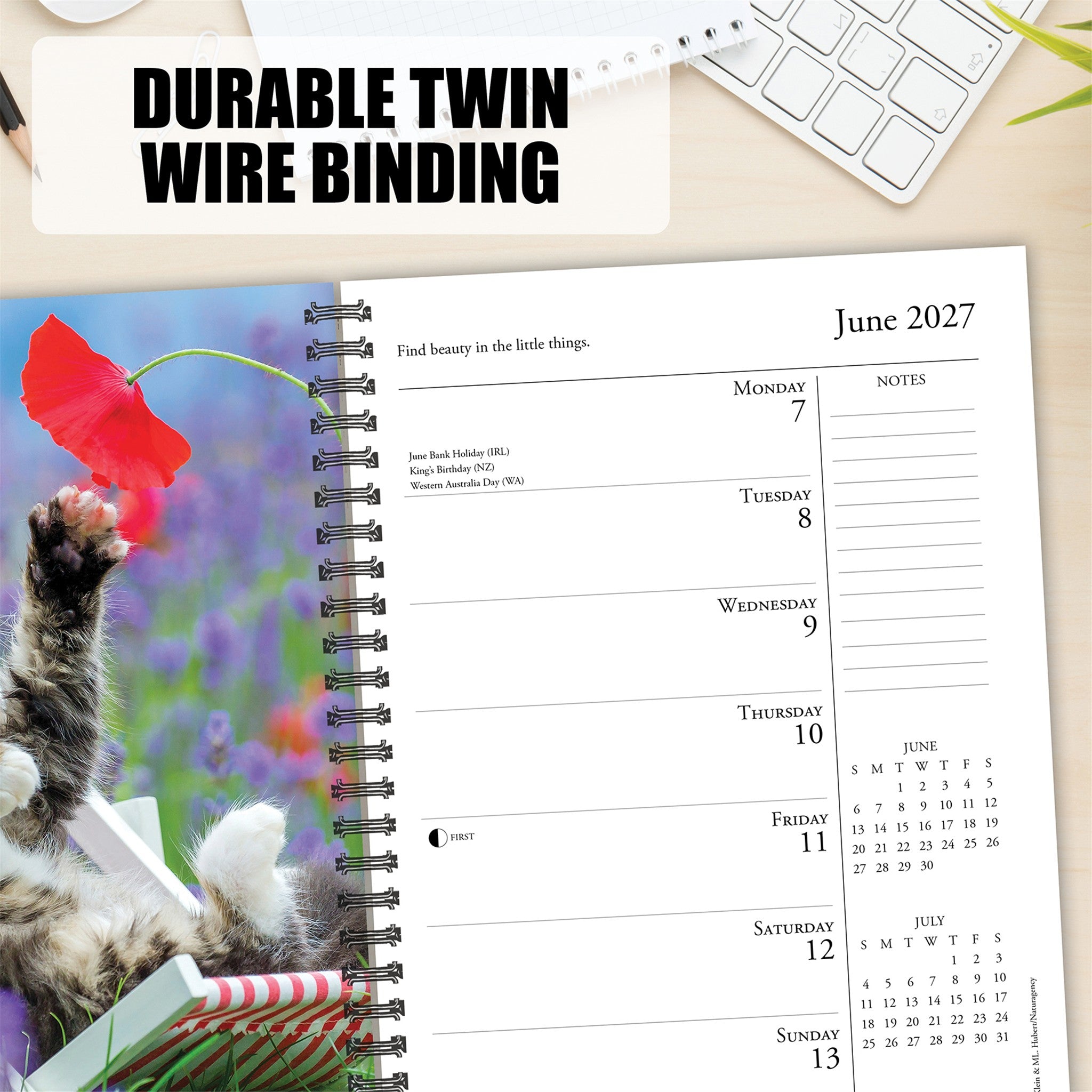 What Cats Teach Us 2027 Engagement Calendar