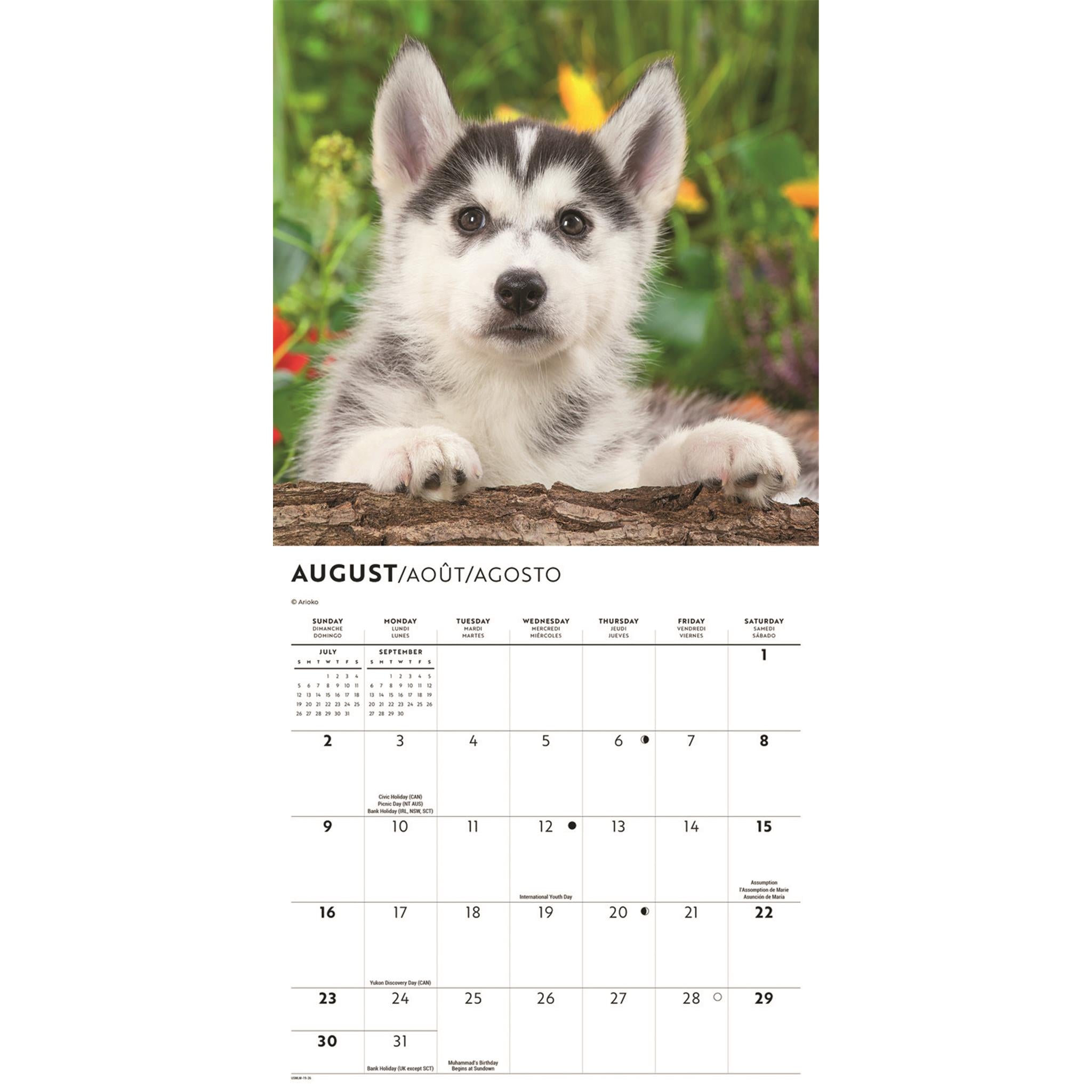 Mini calendrier 2026 des chiots Husky de Sibérie