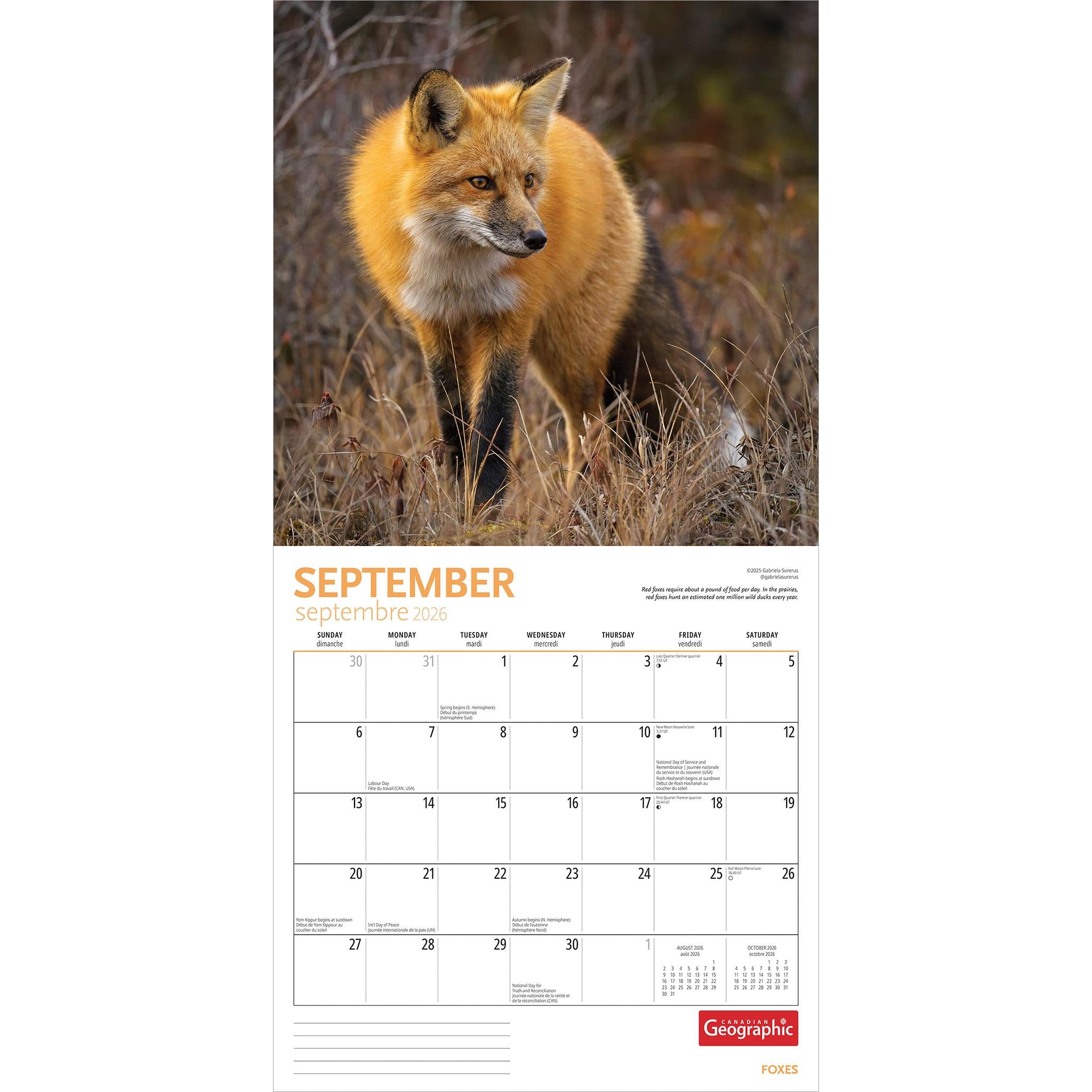 Calendrier mural Canadian Geographic Foxes 2026 - Disponible uniquement en ligne