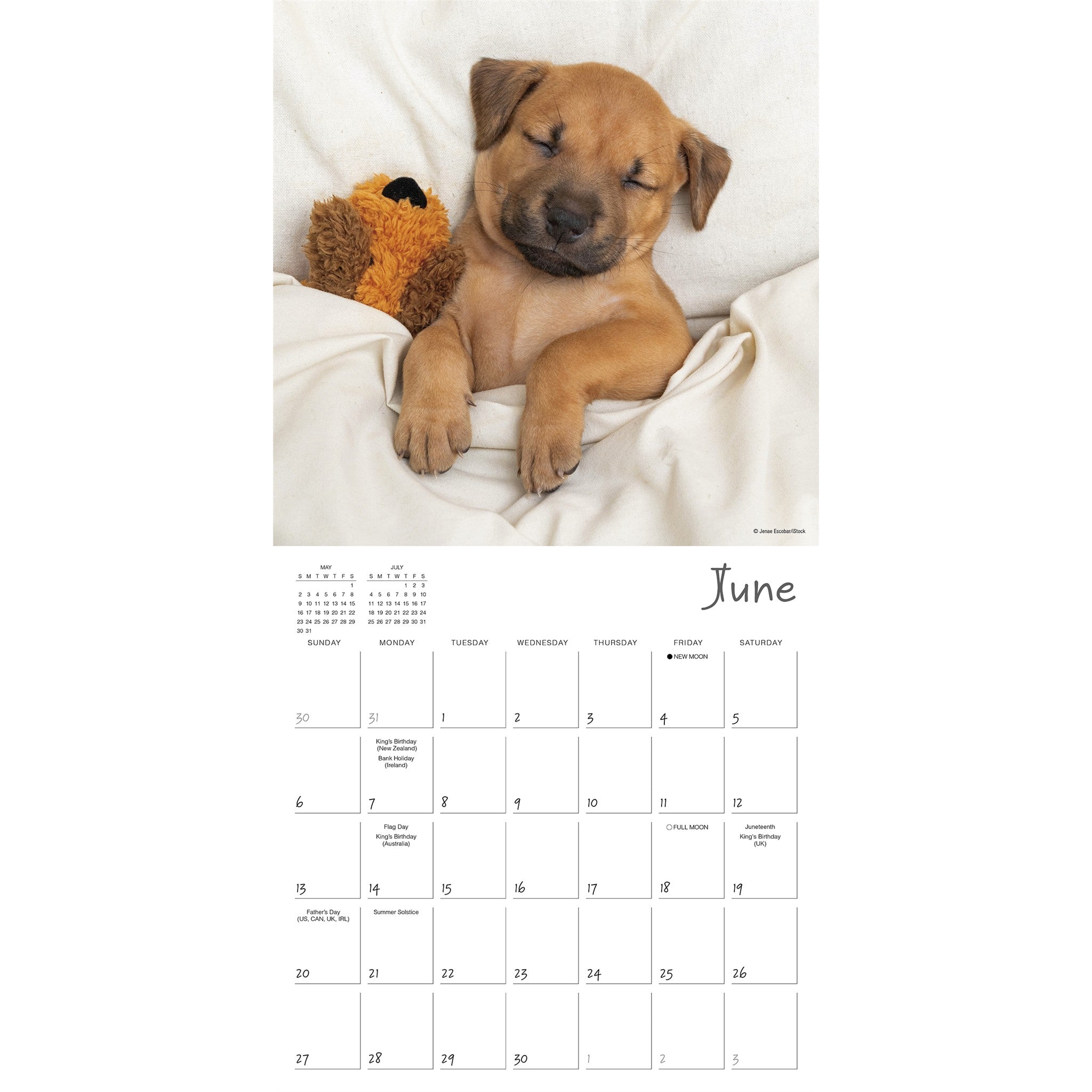 Pooped Puppies 2027 Wall Calendar - Online Only