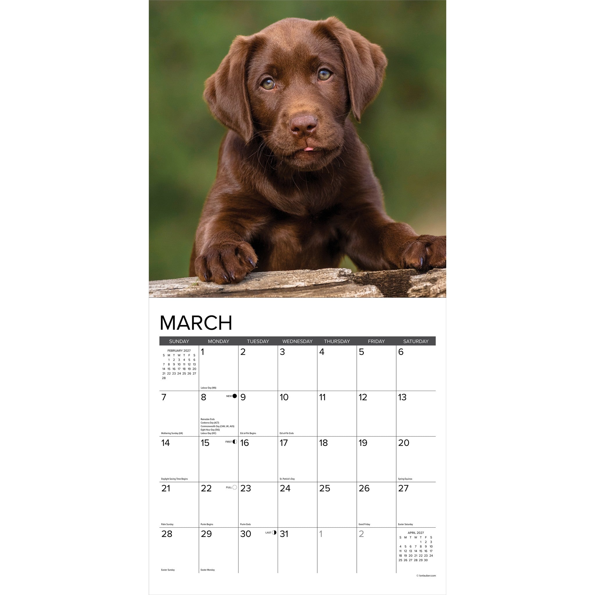Chocolate Lab Puppies 2027 Wall Calendar - Online Only