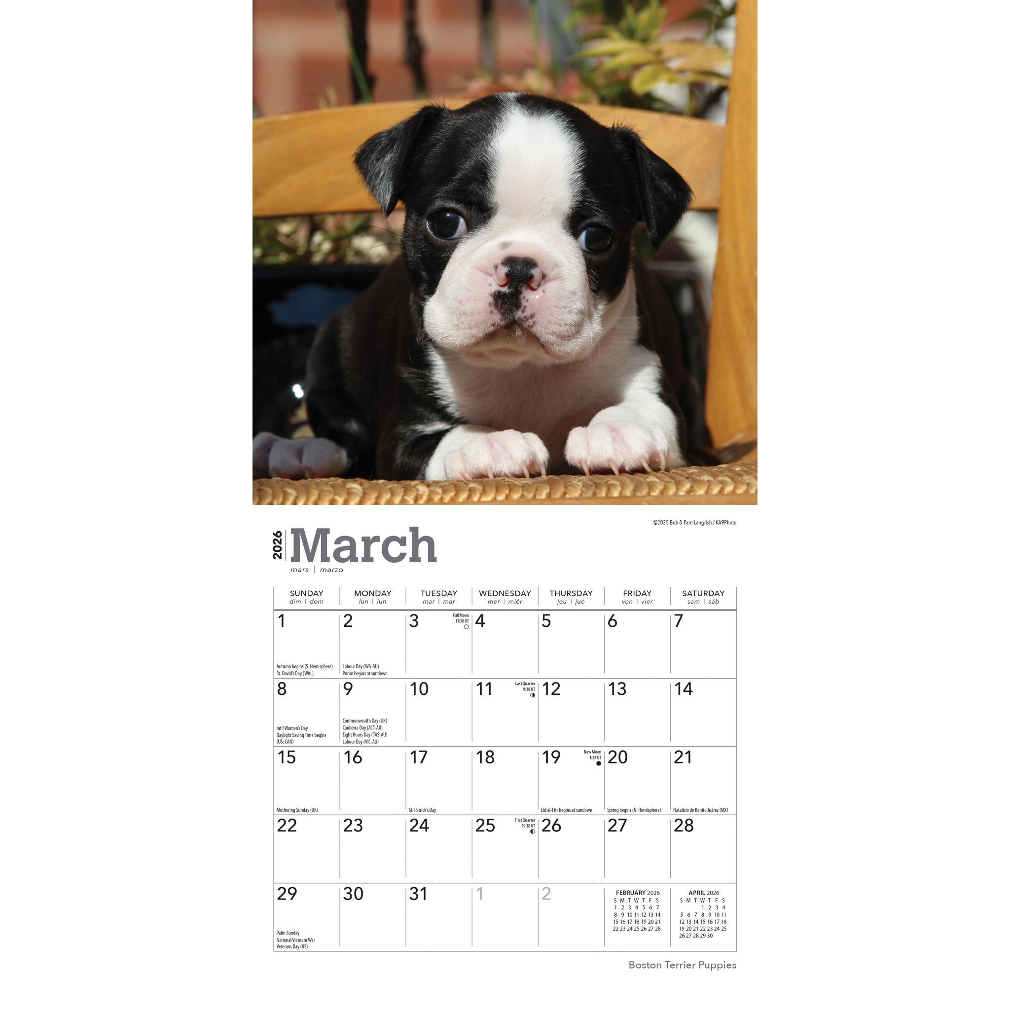 Mini-calendrier 2026 des chiots Boston Terrier
