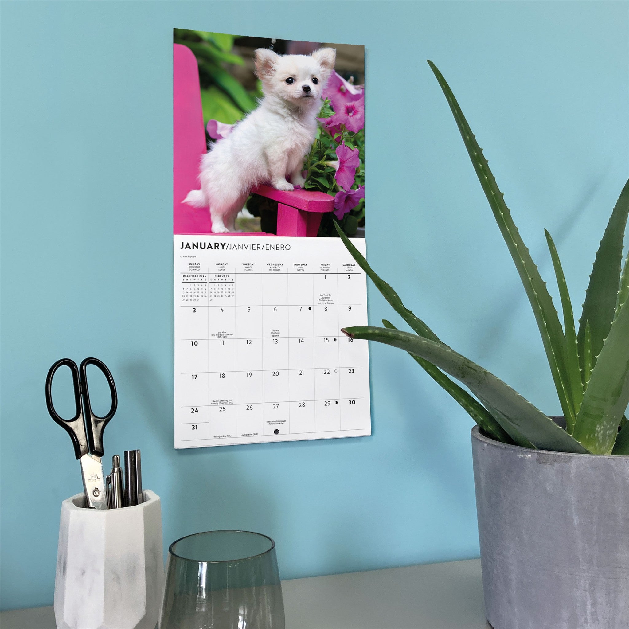 Calendrier Mini Chiots Chihuahuas 2027
