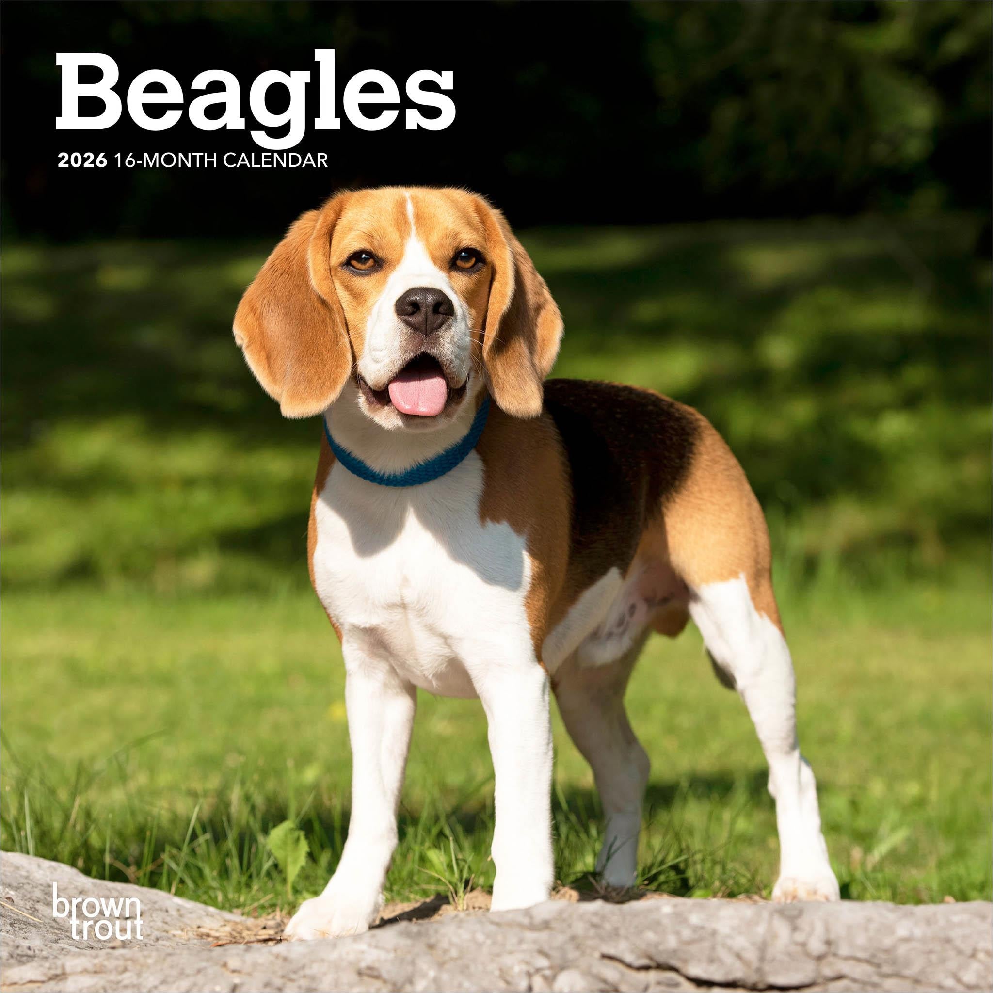 Mini calendrier Beagles 2026