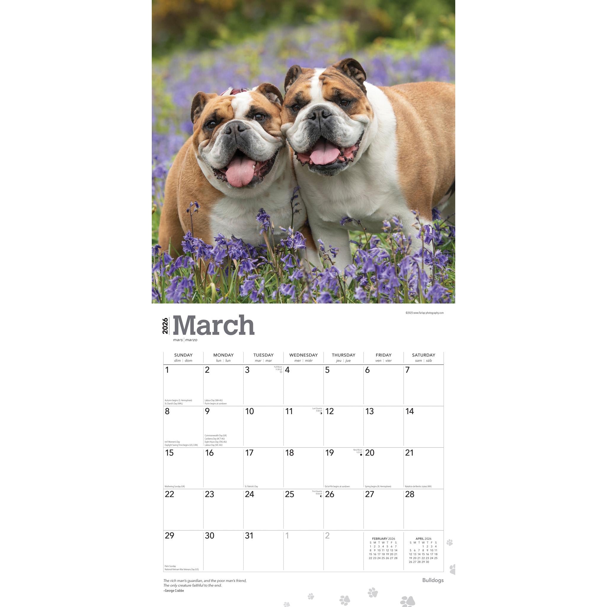 Bulldogs English 2026 Wall Calendar