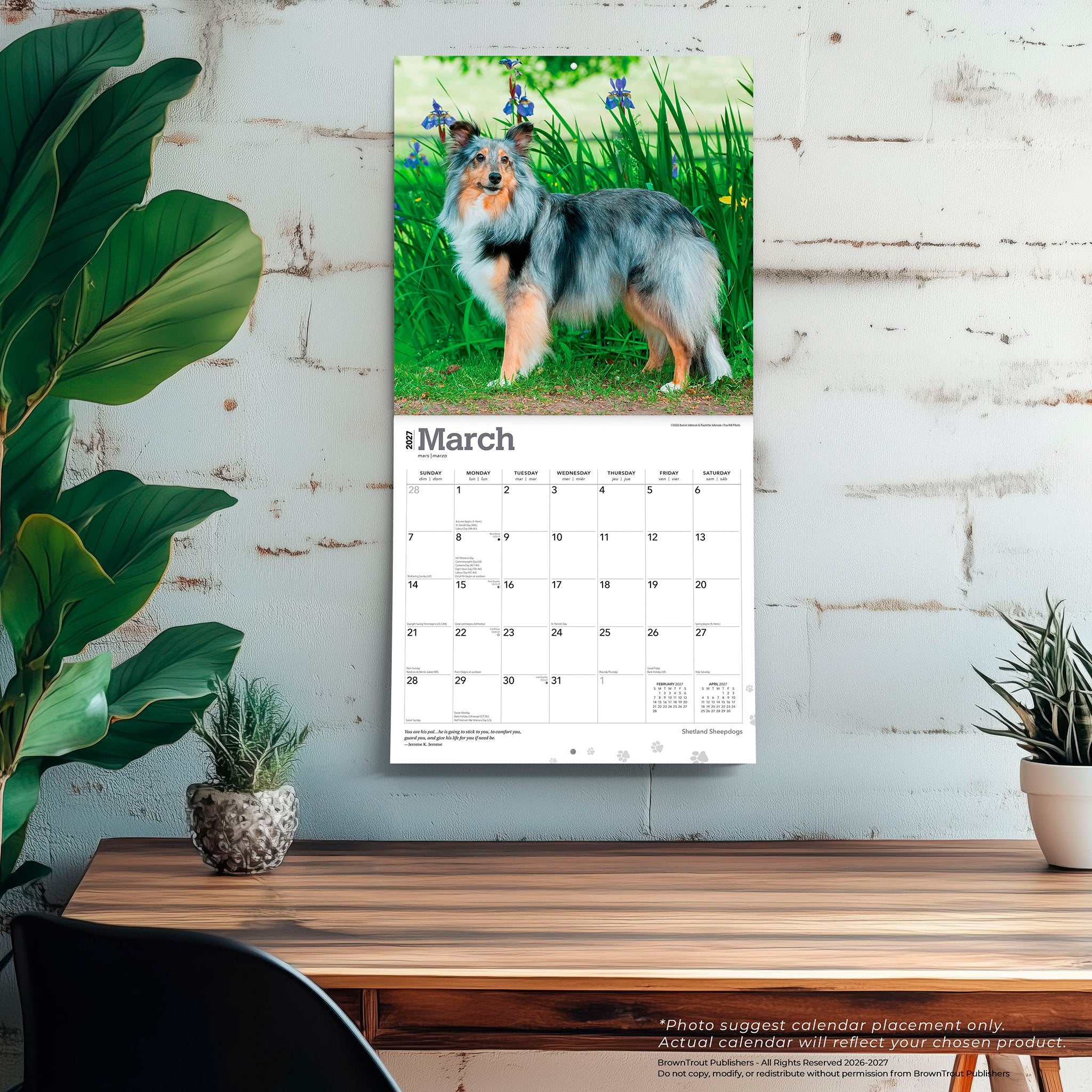 Shetland Sheepdogs 2027 Wall Calendar