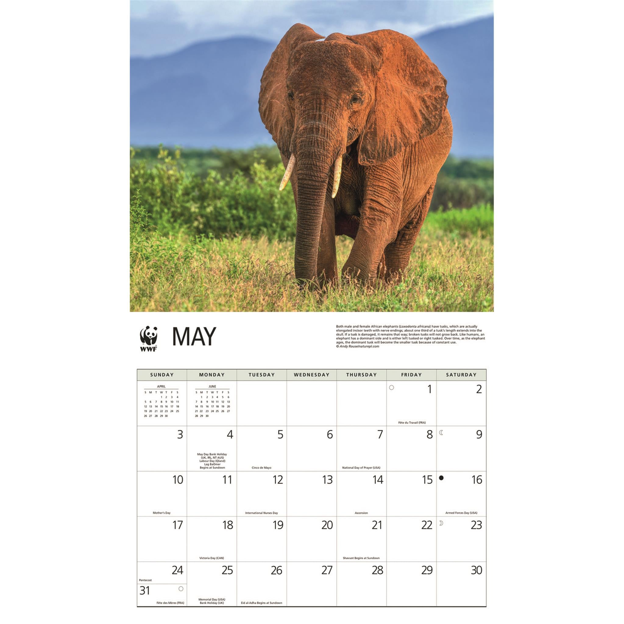 World Wildlife Fund Elephants 2026 Wall Calendar