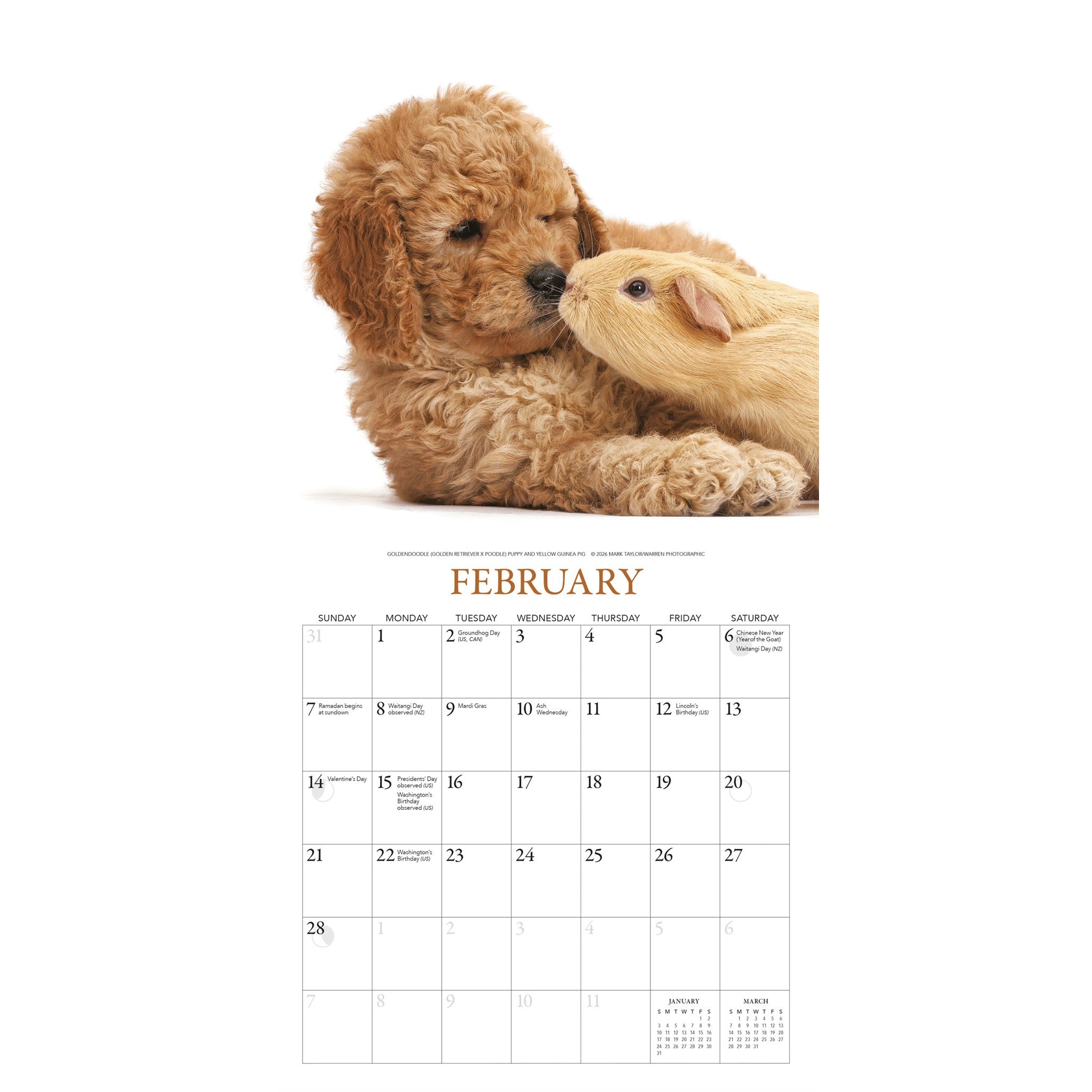 Mini-calendrier Chiots et amis 2027