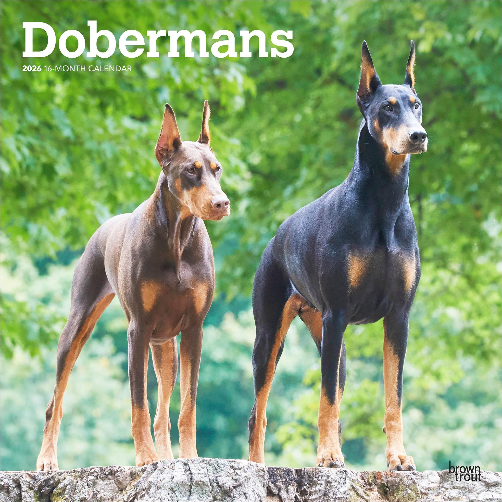 Calendrier mural Dobermans 2026