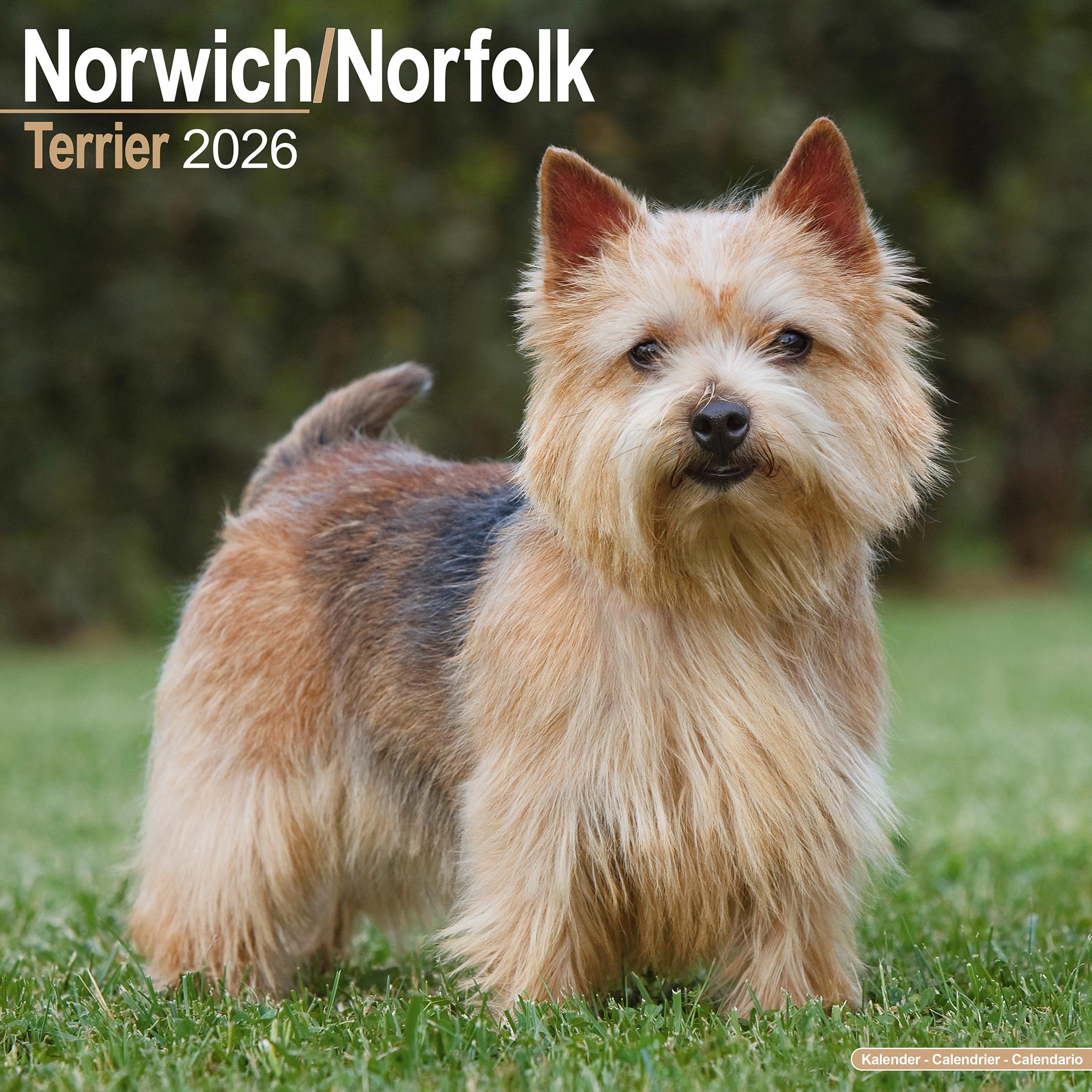 Calendrier mural Norwich Norfolk Terrier 2026