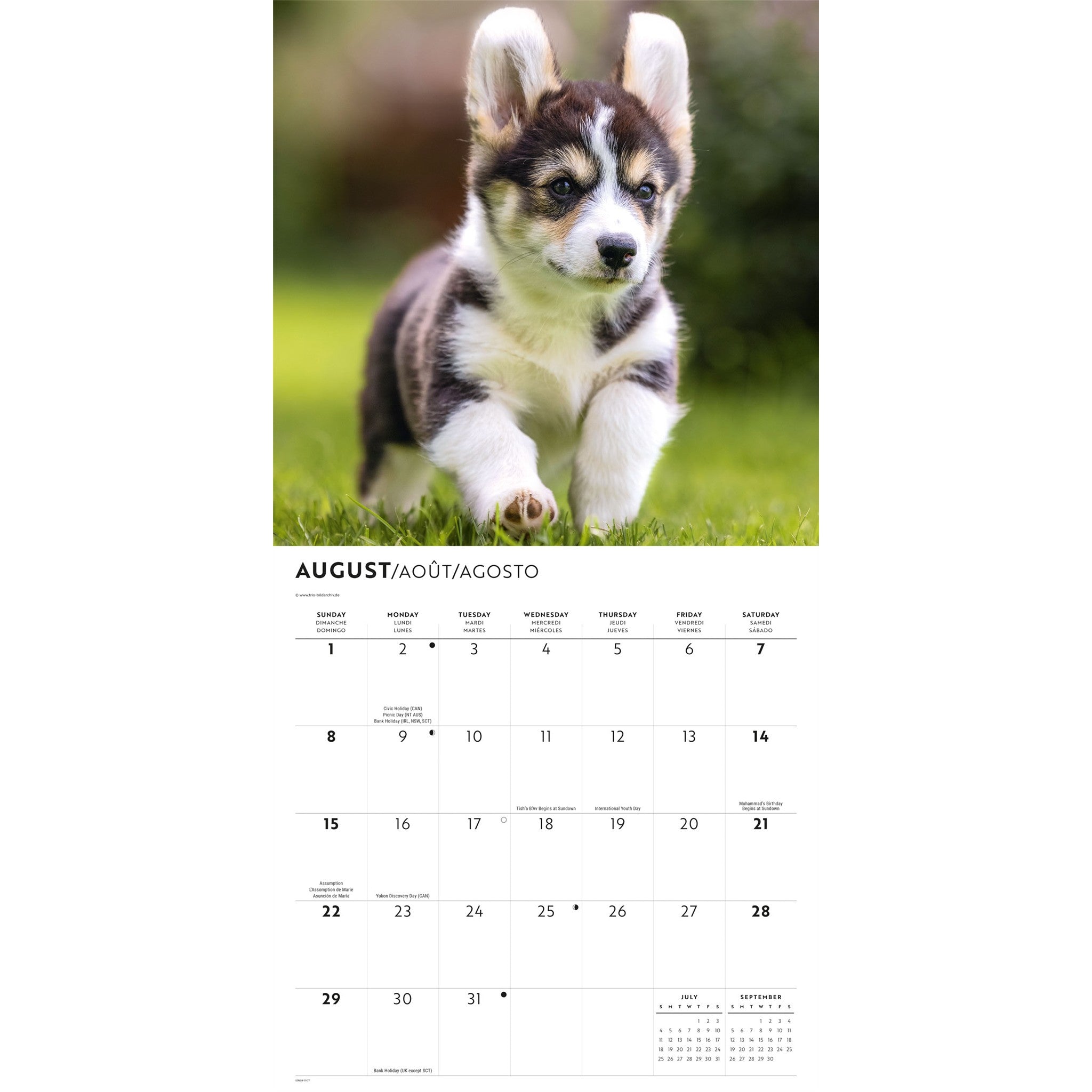 Calendrier mural chiots Corgi 2027