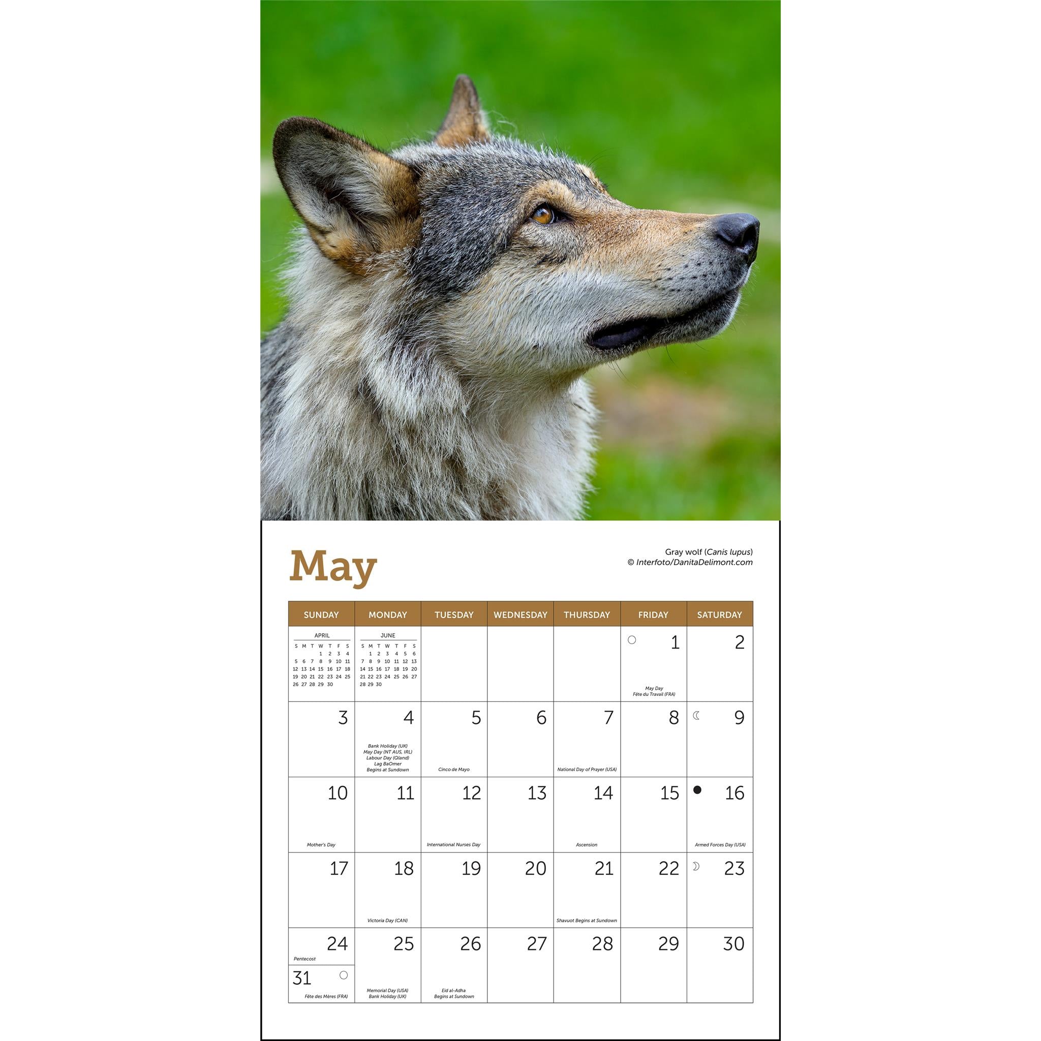 Mini-calendrier des loups 2026