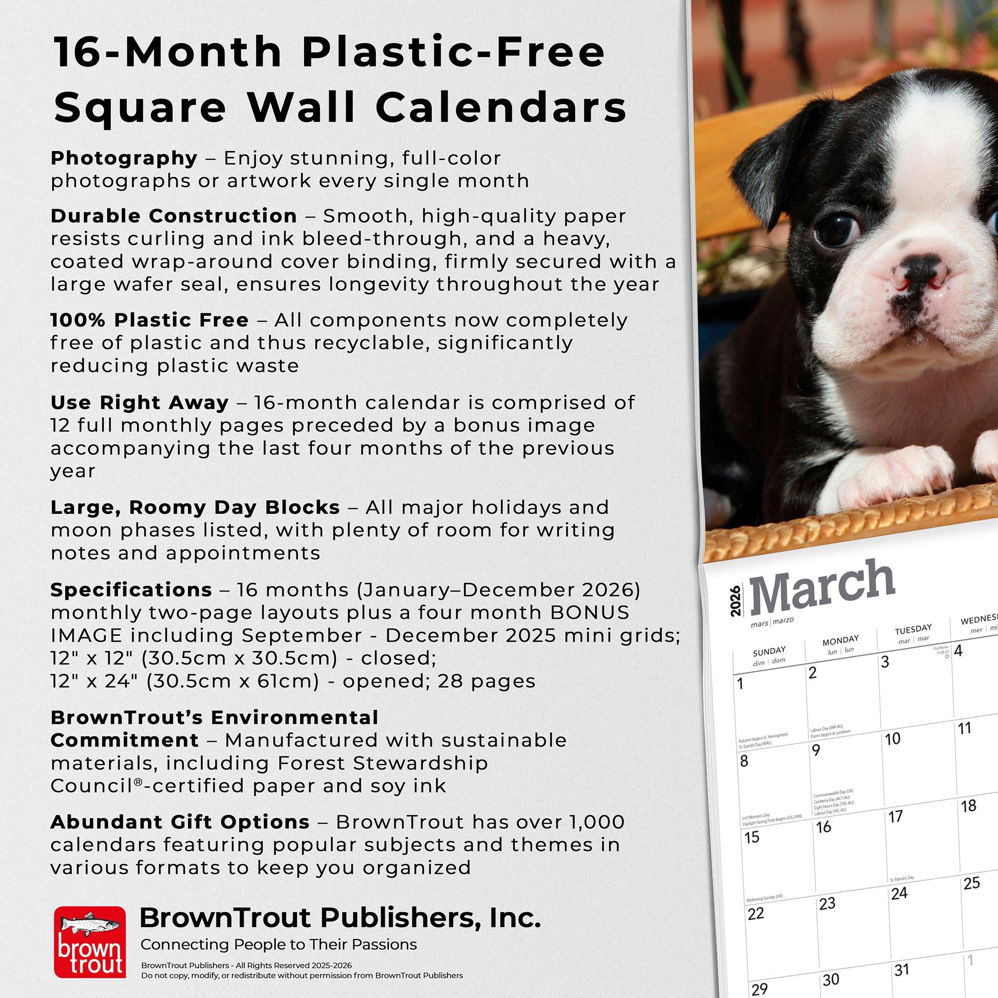 Calendrier mural 2026 des chiots Boston Terrier - Disponible uniquement en ligne