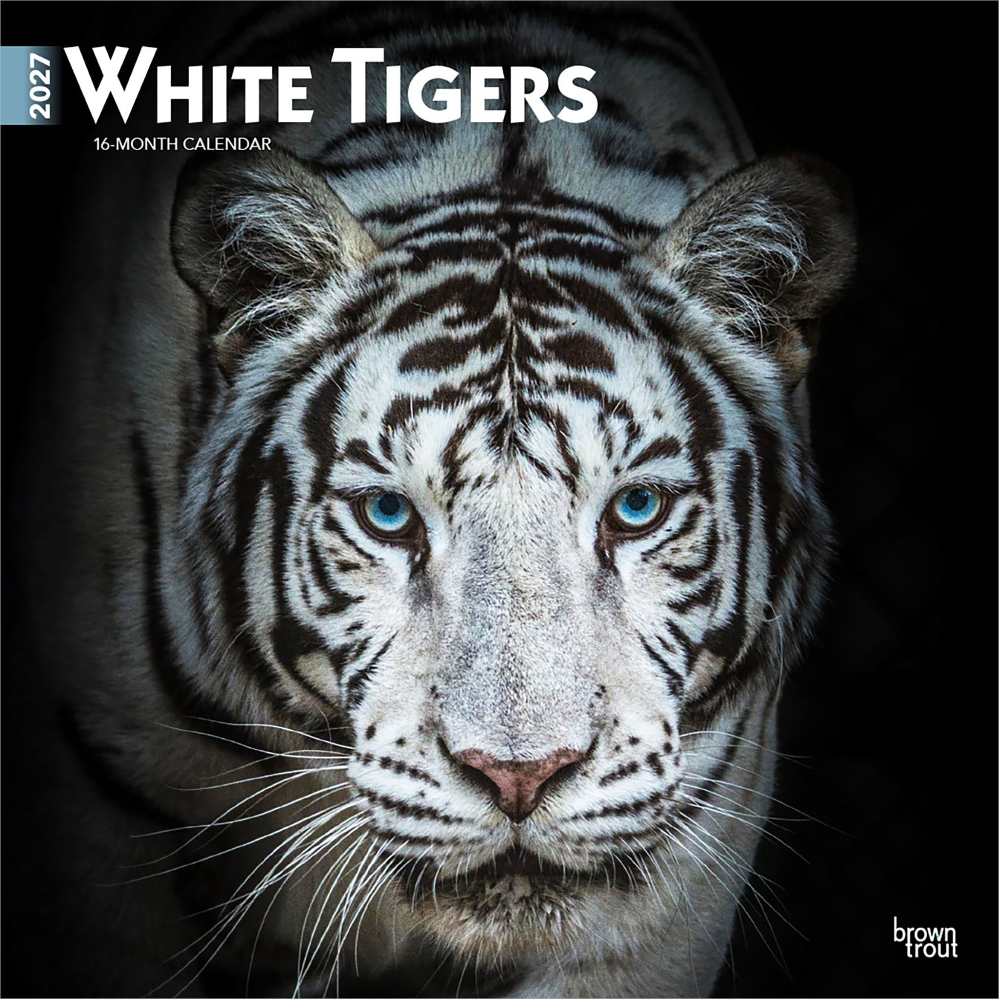 White Tigers 2027 Wall Calendar