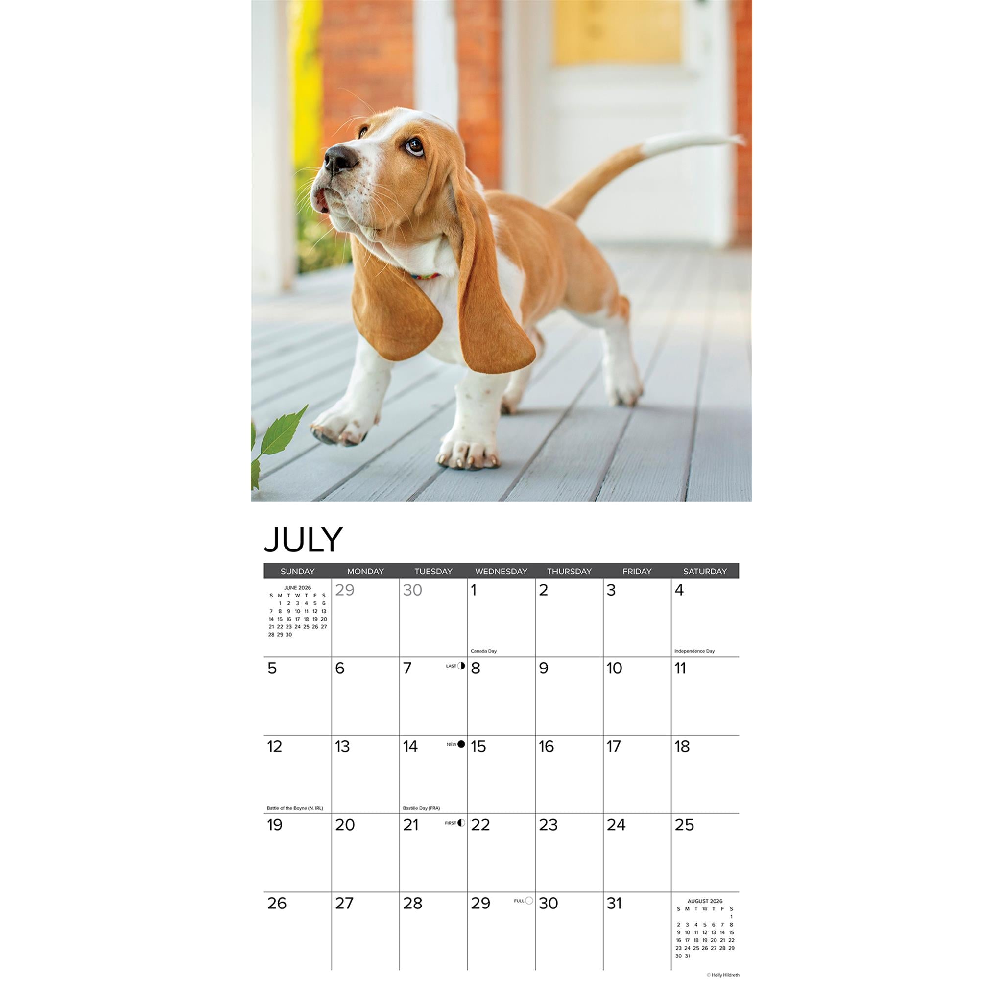 Calendrier mural 2026 « Juste des chiots Basset Hound » - Disponible uniquement en ligne
