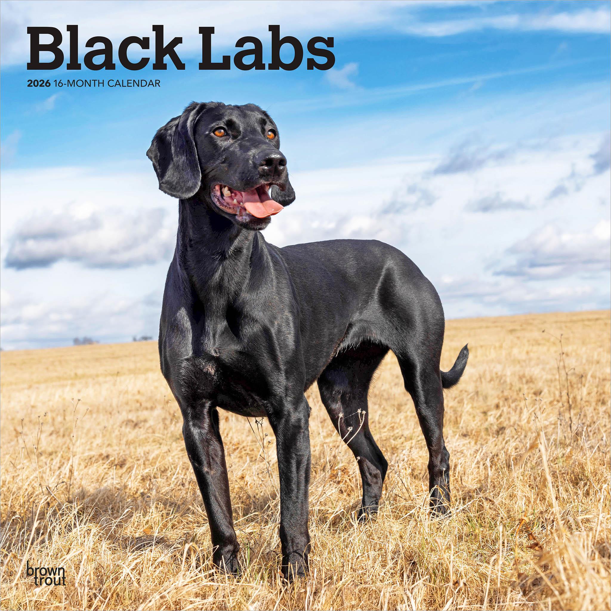 Calendrier mural Black Labs 2026