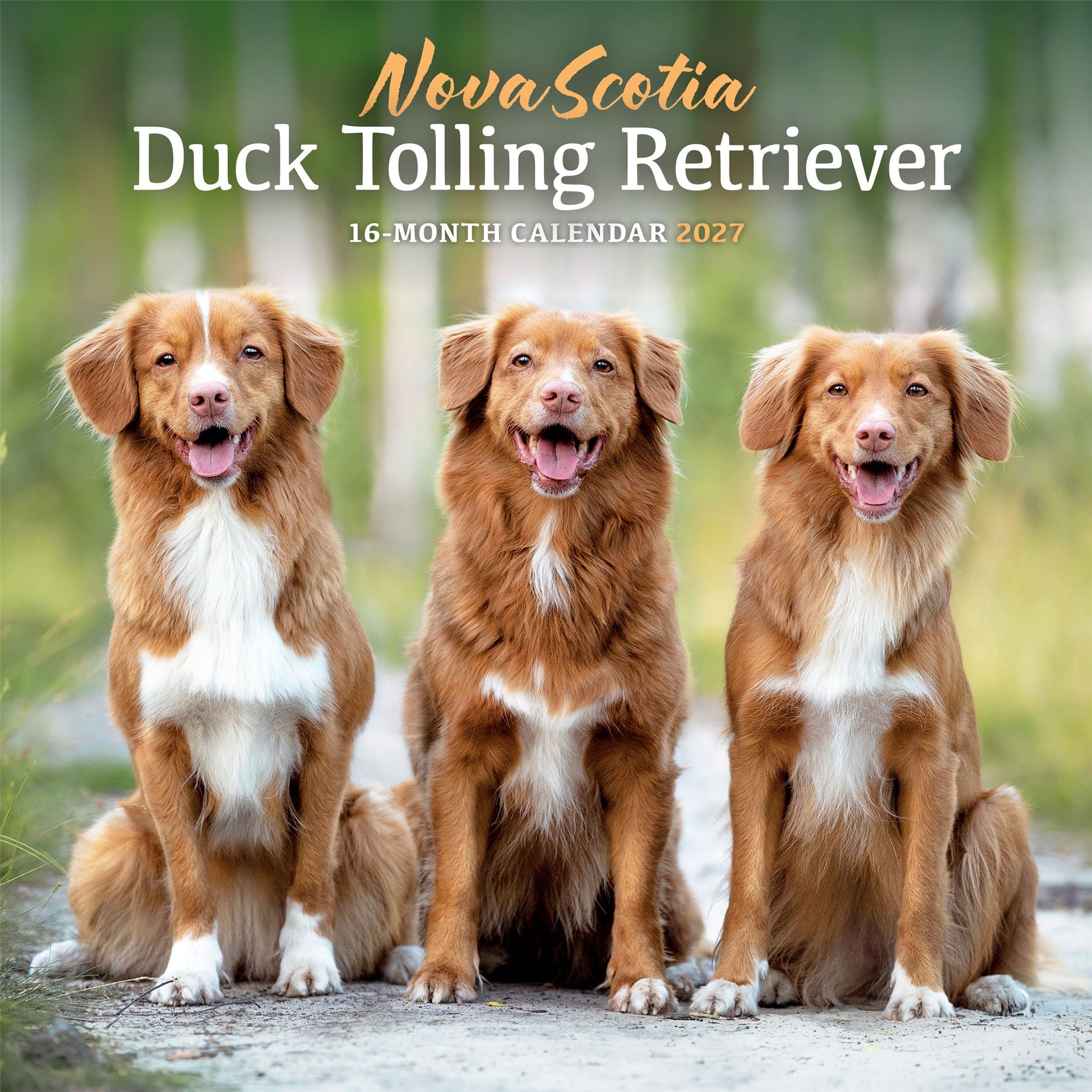 Calendrier mural 2027 Nova Scotia Duck Tolling Retriever