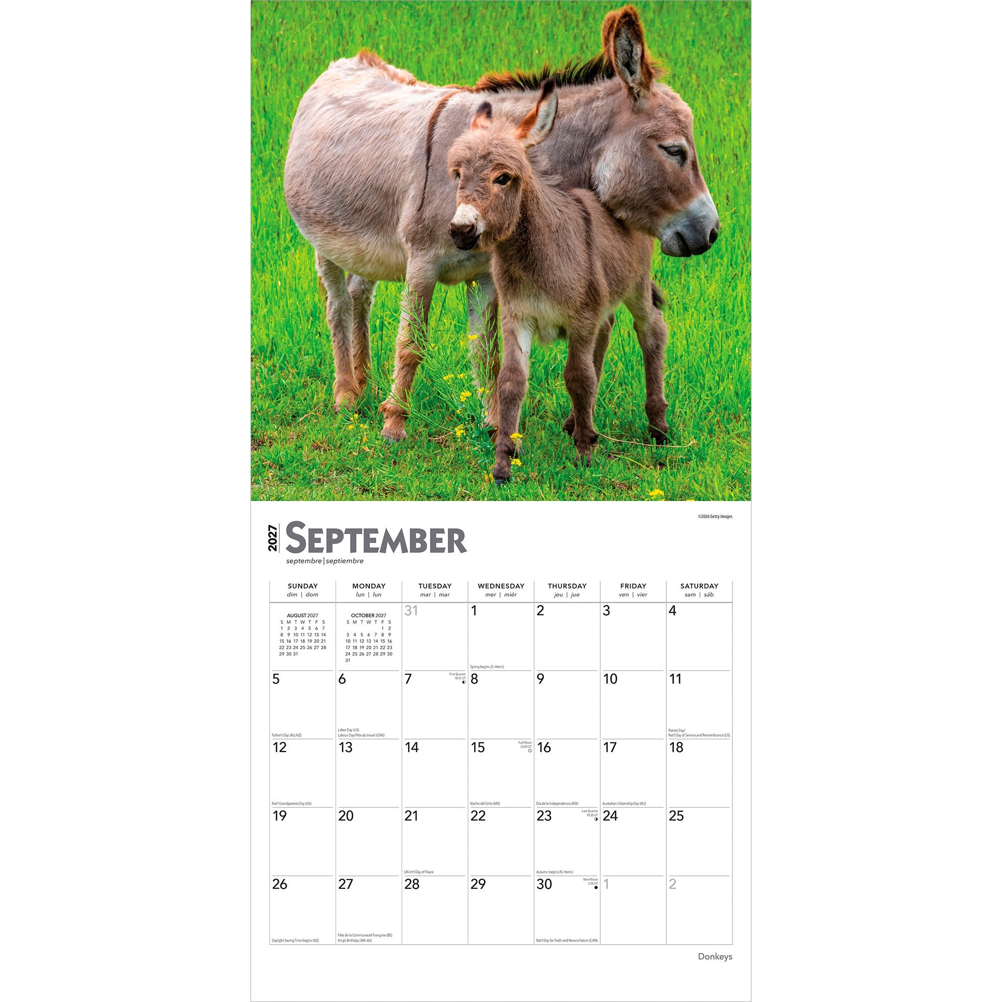 Donkeys 2027 Wall Calendar