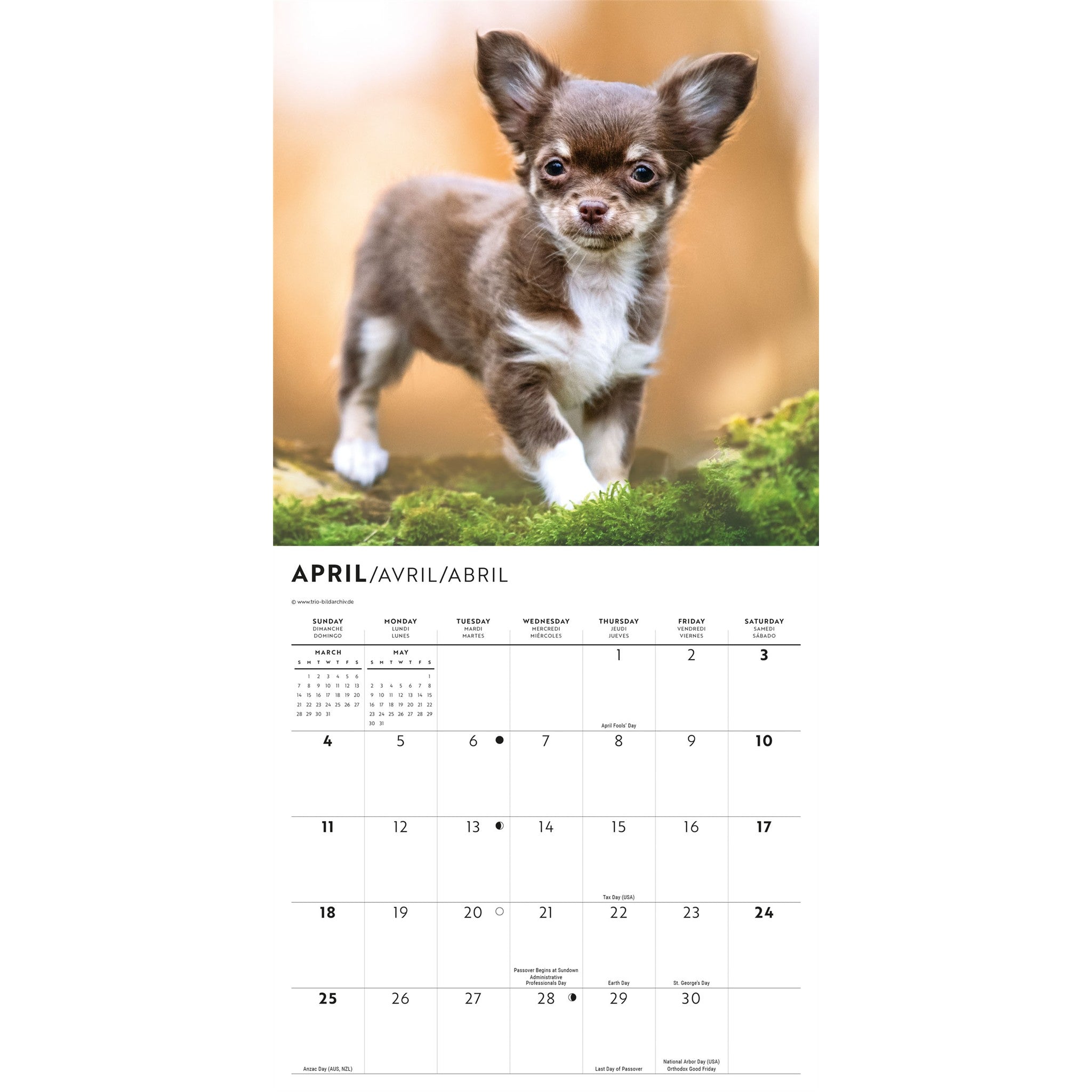 Calendrier Mini Chiots Chihuahuas 2027