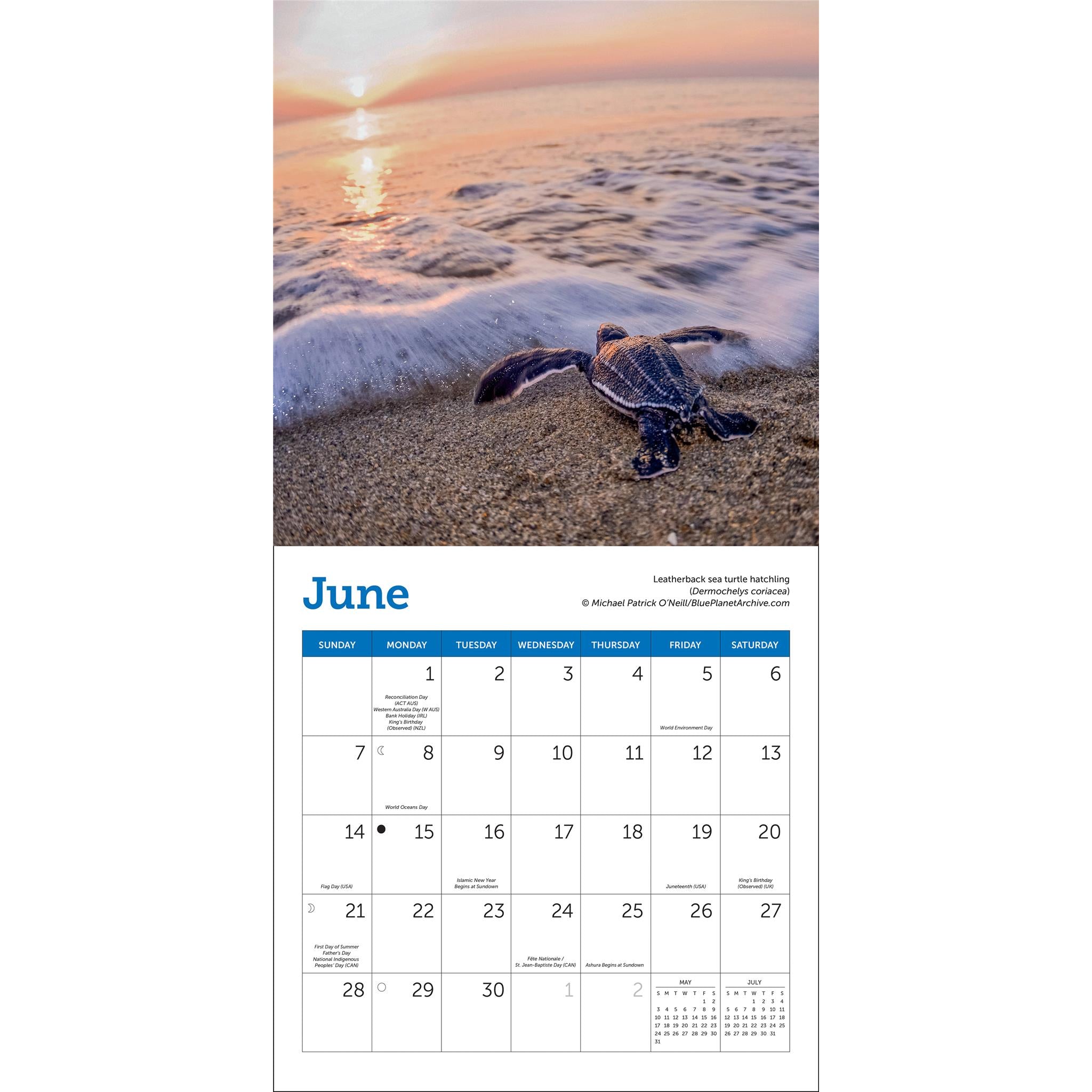 Sea Turtles 2026 MiniCalendar