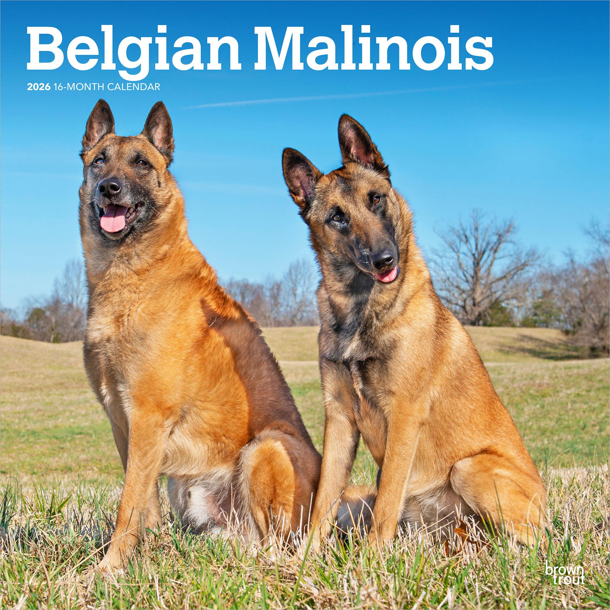 Calendrier mural Malinois belge 2026 - Disponible uniquement en ligne