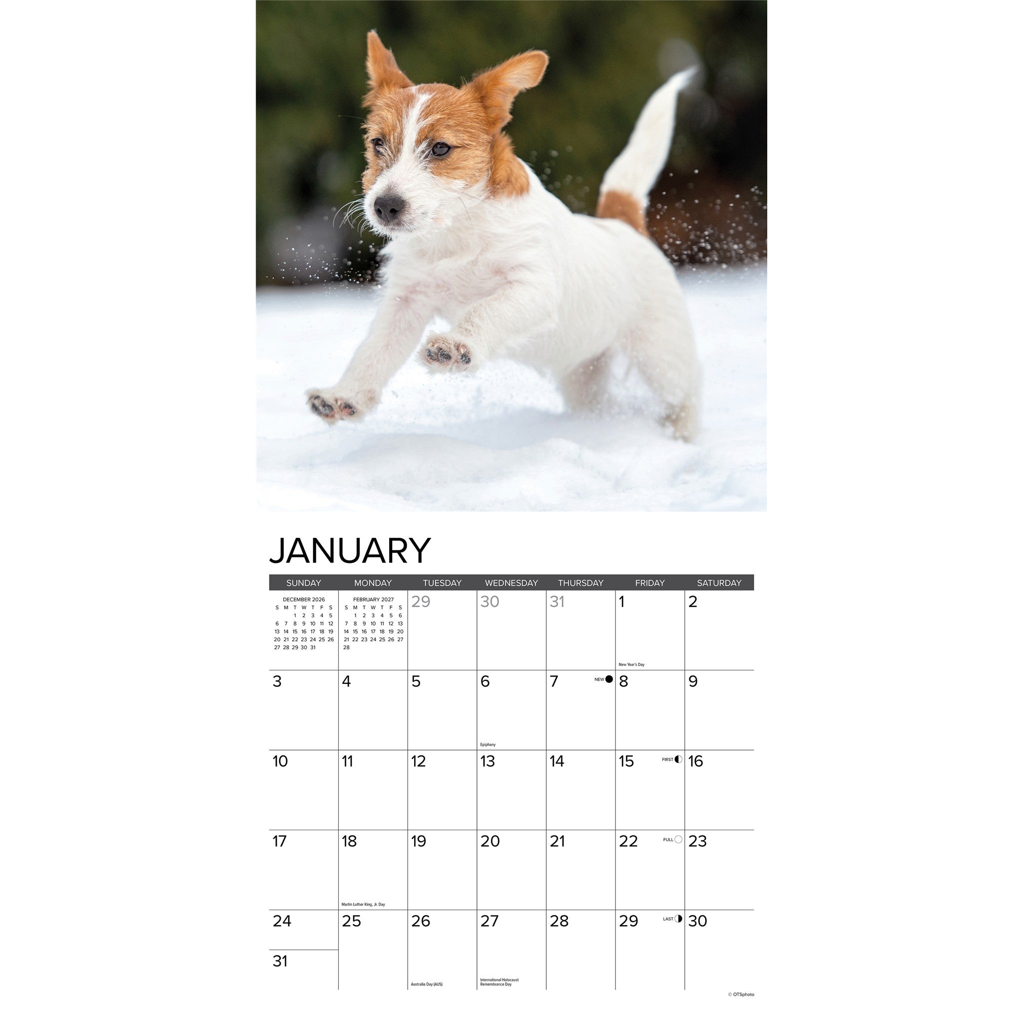 Jack Russell Puppies 2027 Wall Calendar - Online Only