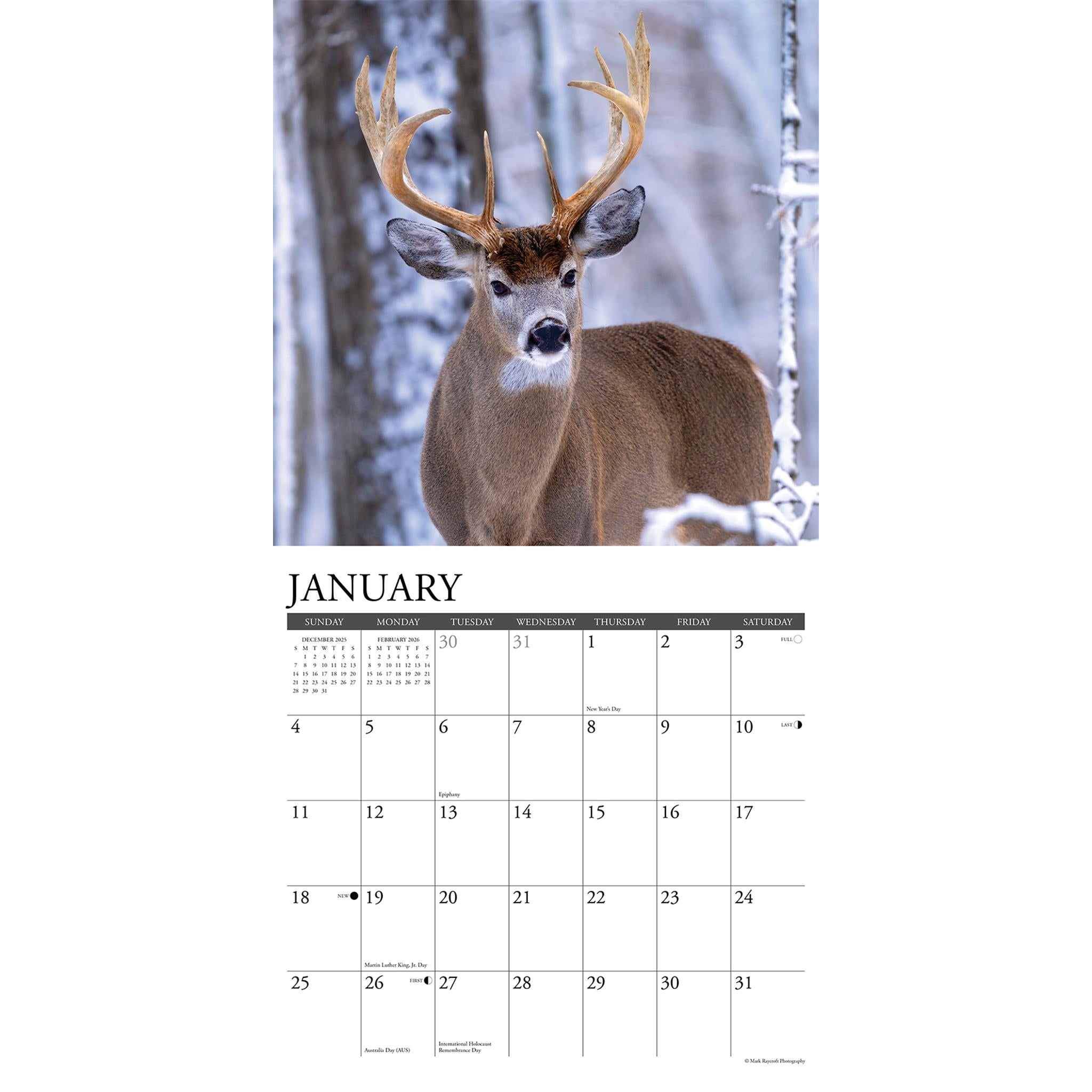 Whitetail Monarchs 2026 Wall Calendar