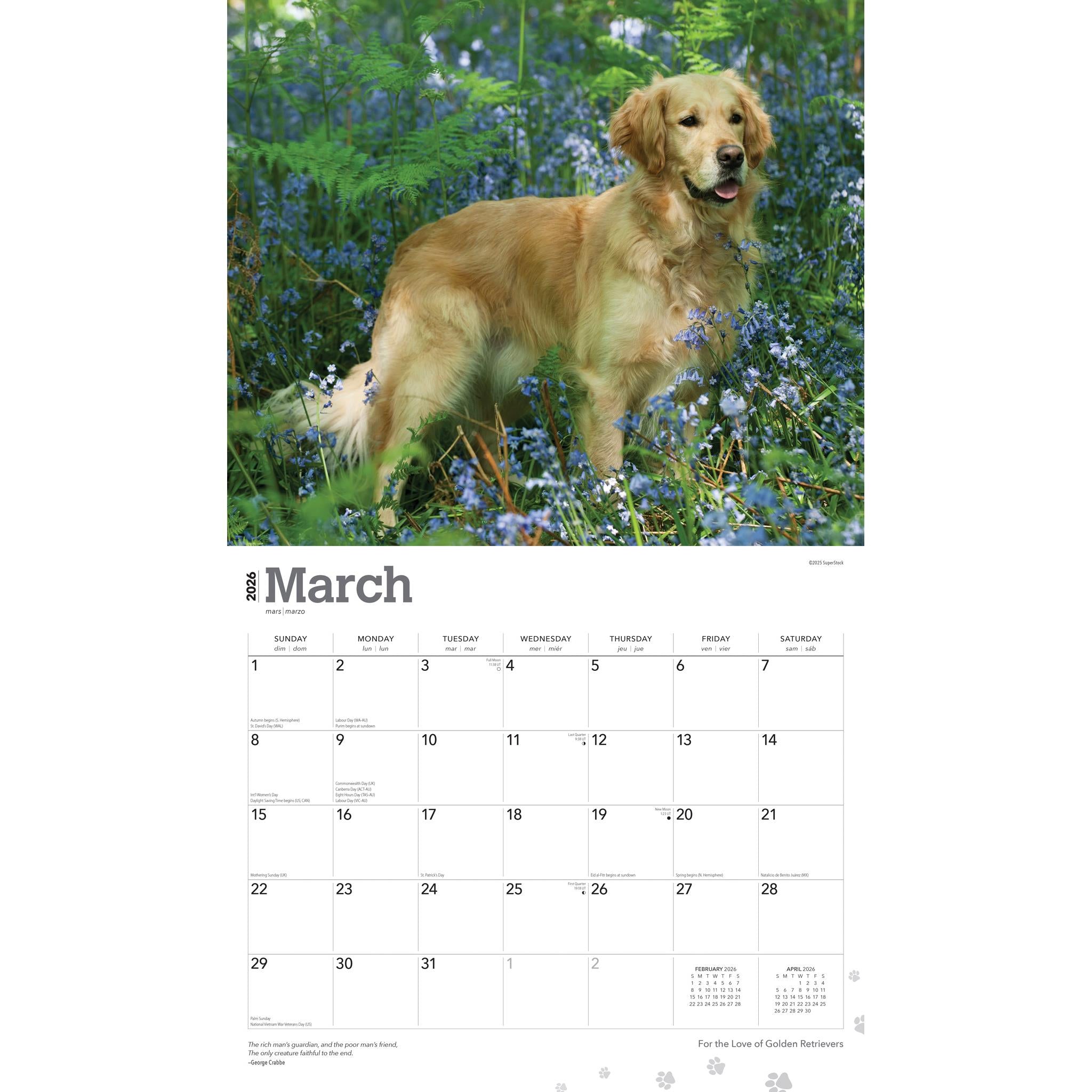 Calendrier mural 2026 « Pour l’amour des Golden Retrievers »
