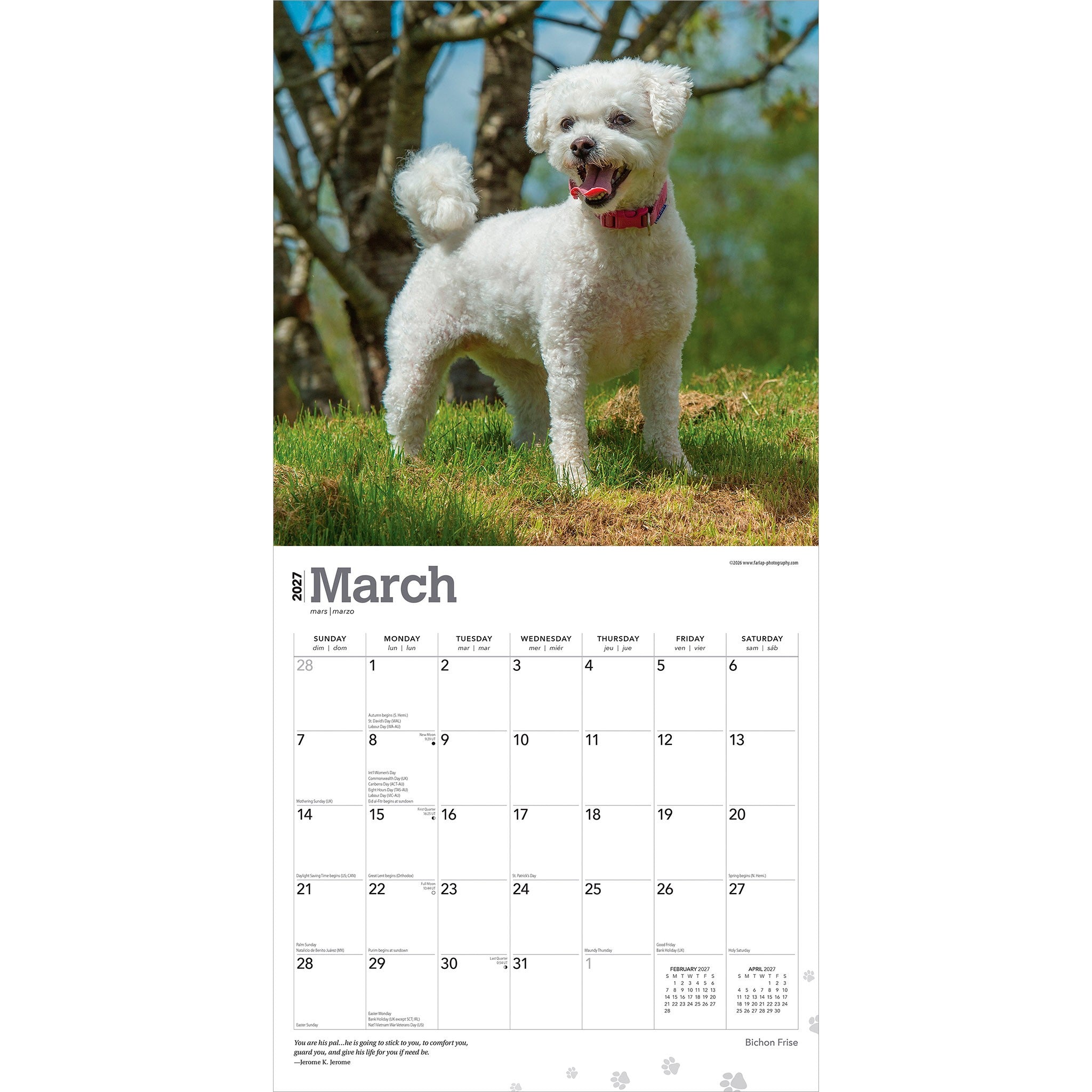 Bichon Frise 2027 Wall Calendar - Online Only