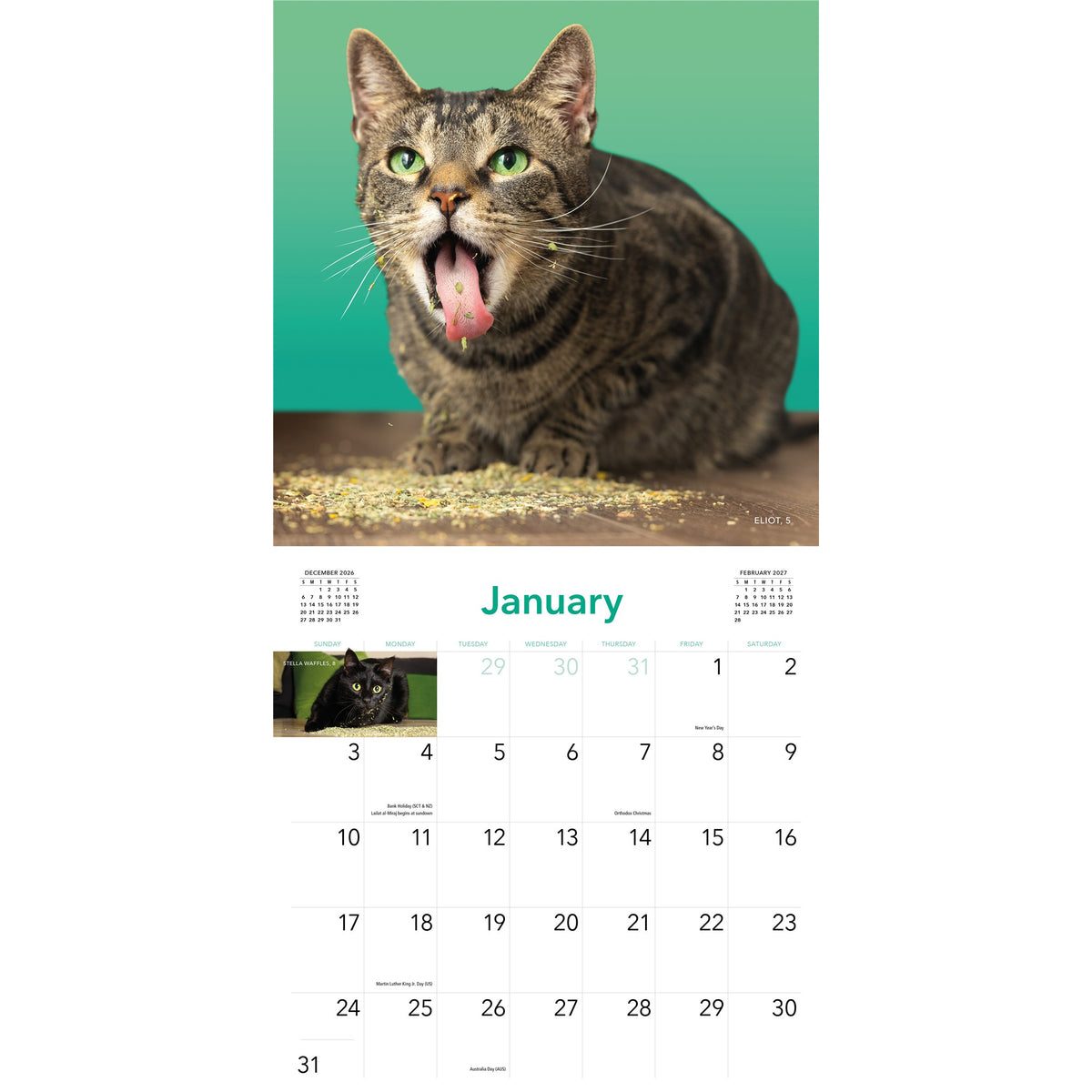 Cats on Catnip 2027 Wall Calendar