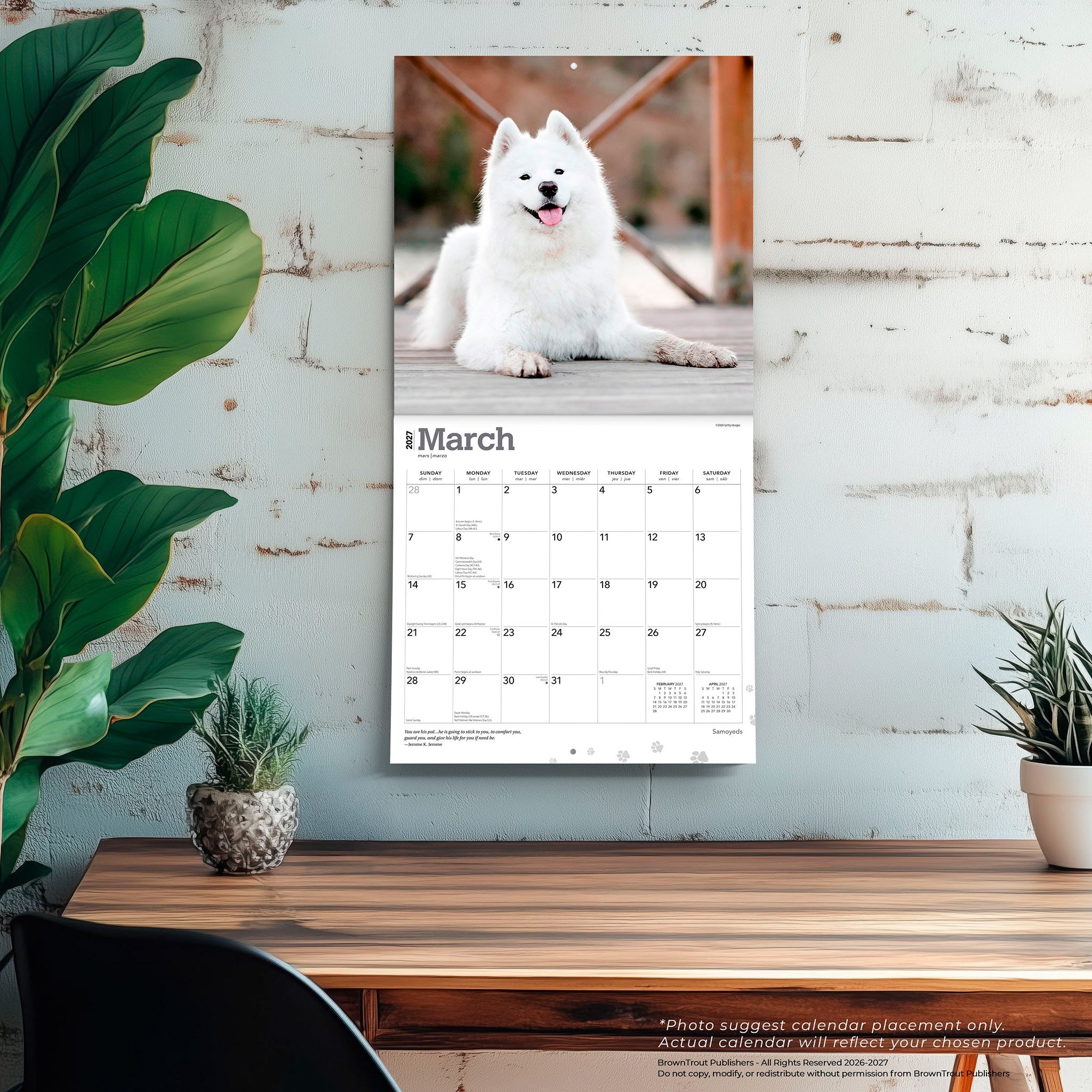 Samoyeds 2027 Wall Calendar