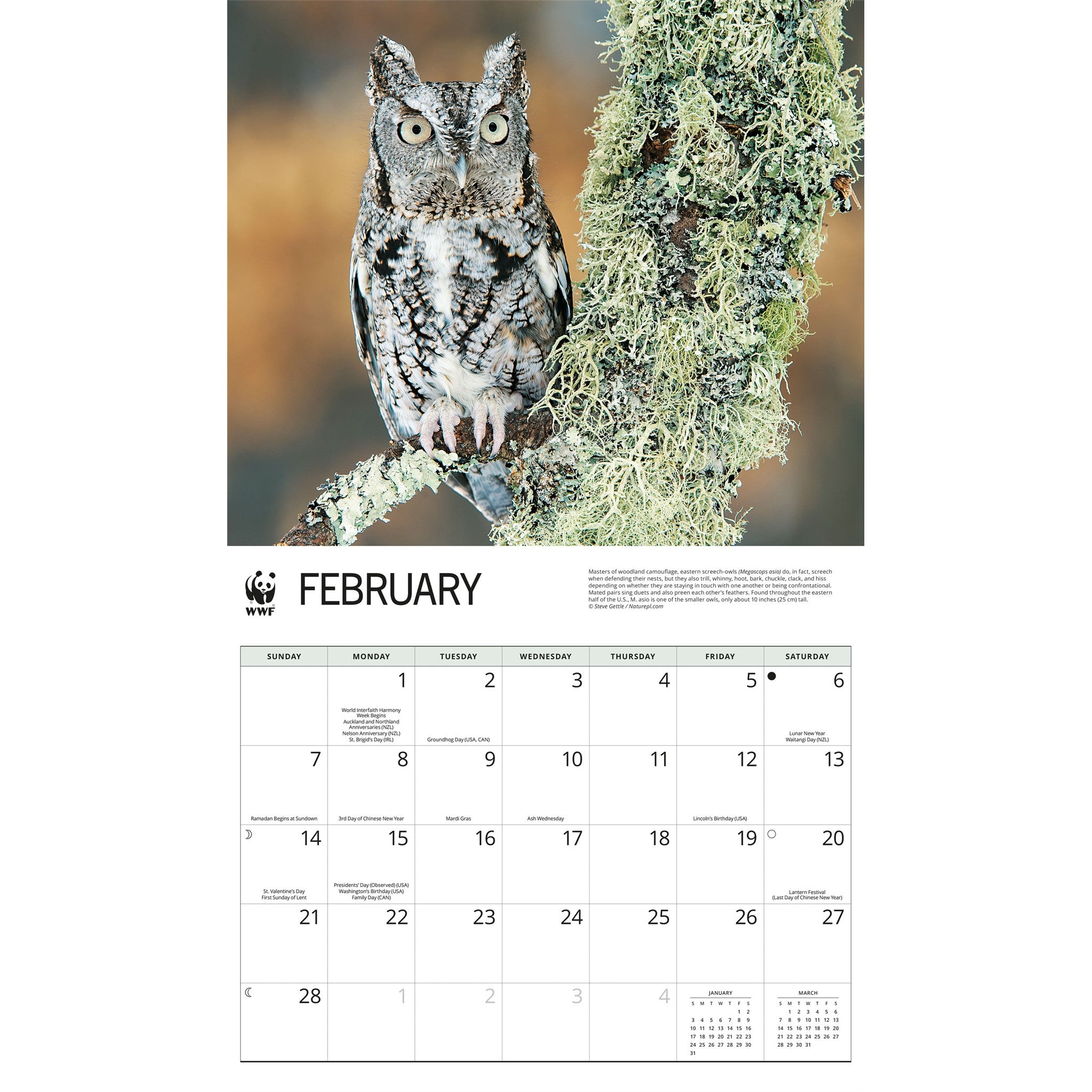 Calendrier mural 2027 Les hiboux du WWF