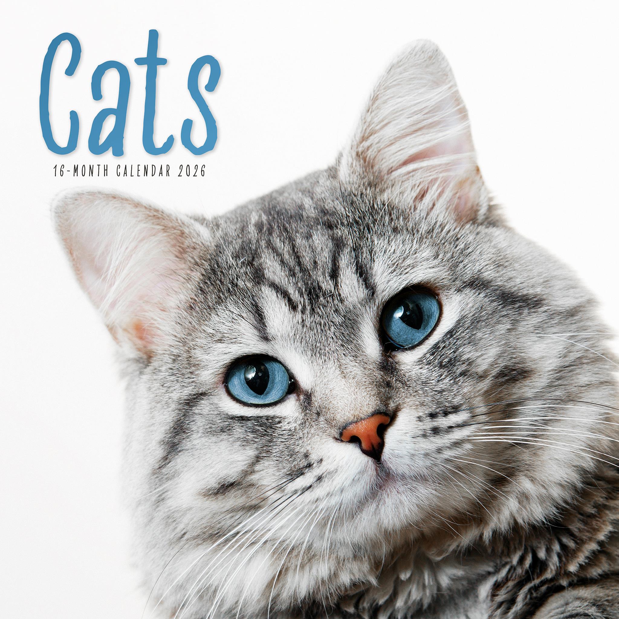 Calendrier mural des chats 2026