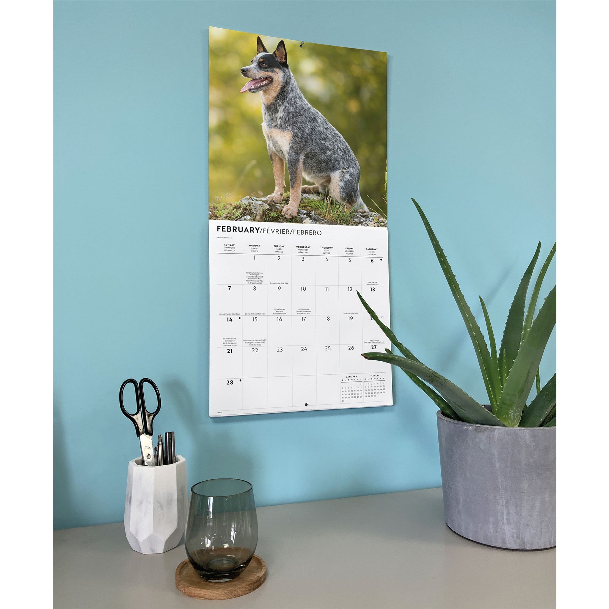 Calendrier mural 2027 Chien de bouvier australien
