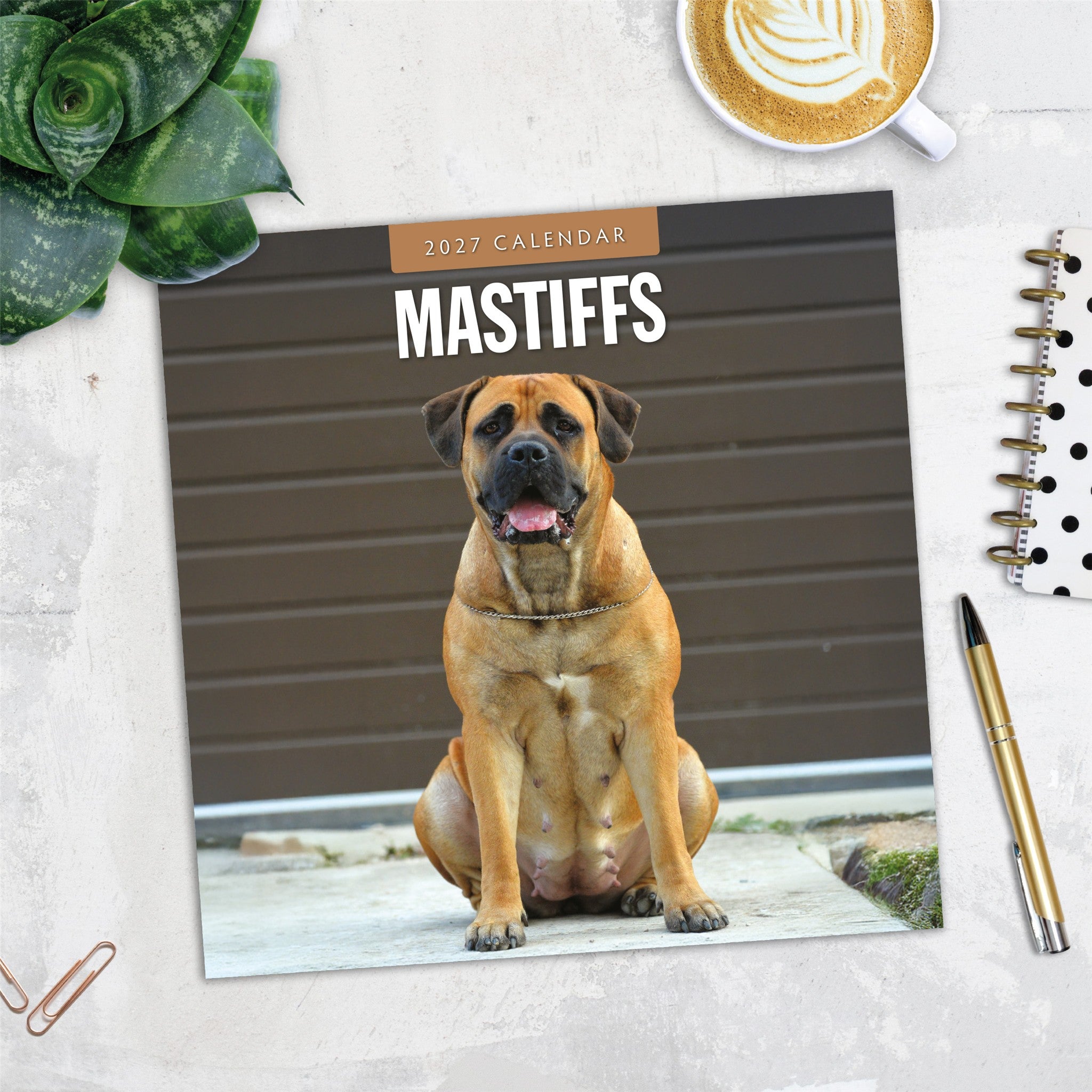 Calendrier mural Mastiffs 2027