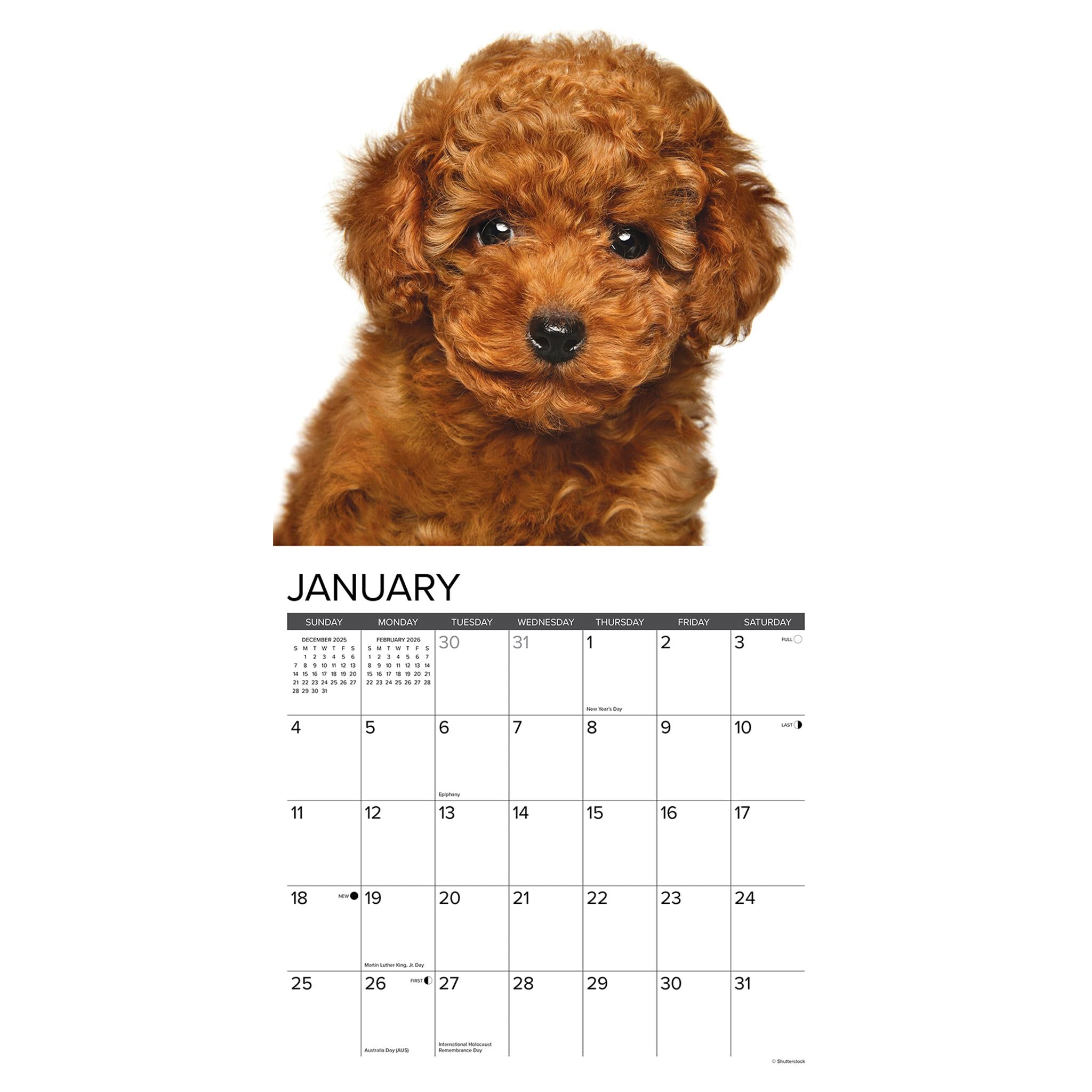 Poodle Puppies 2026 Just Wall Calendar - Online Only