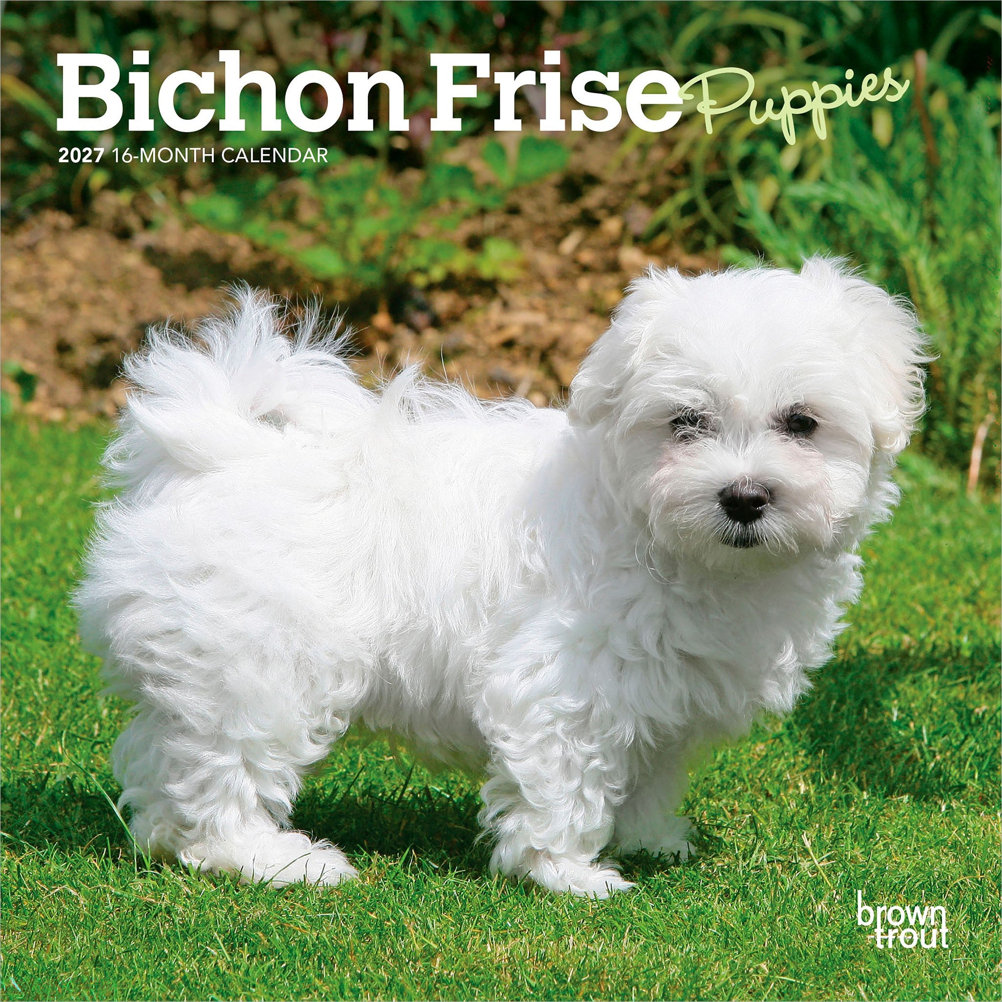 Bichon Frise Puppies 2027 Mini Calendar